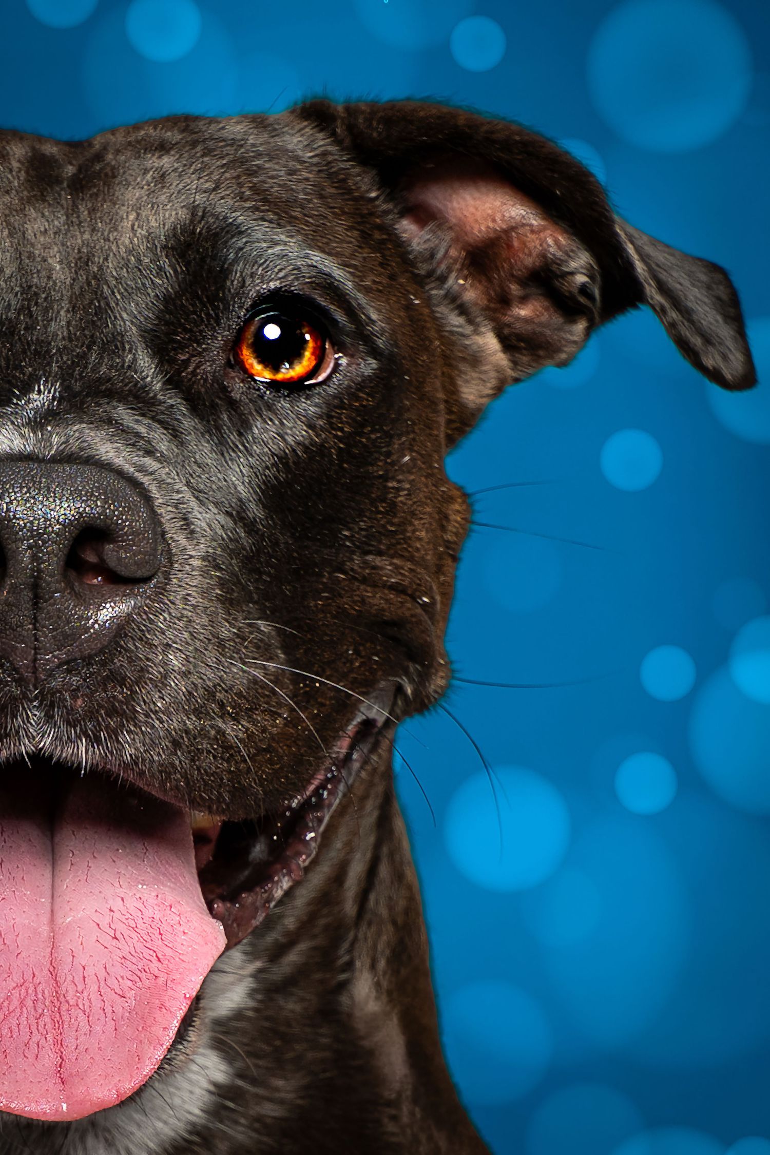 Close-up portrait of a happy black Pit Bull dog with tongue out against a blue bokeh background.