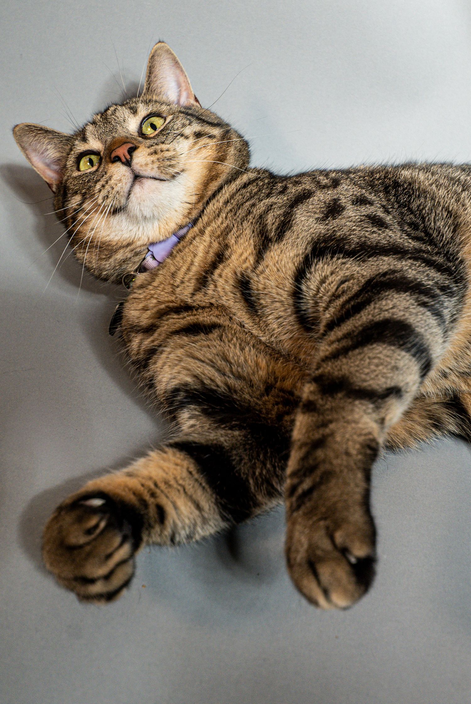 A tabby cat with green eyes lies on its back, wearing a purple collar, looking upward with a relaxed pose.