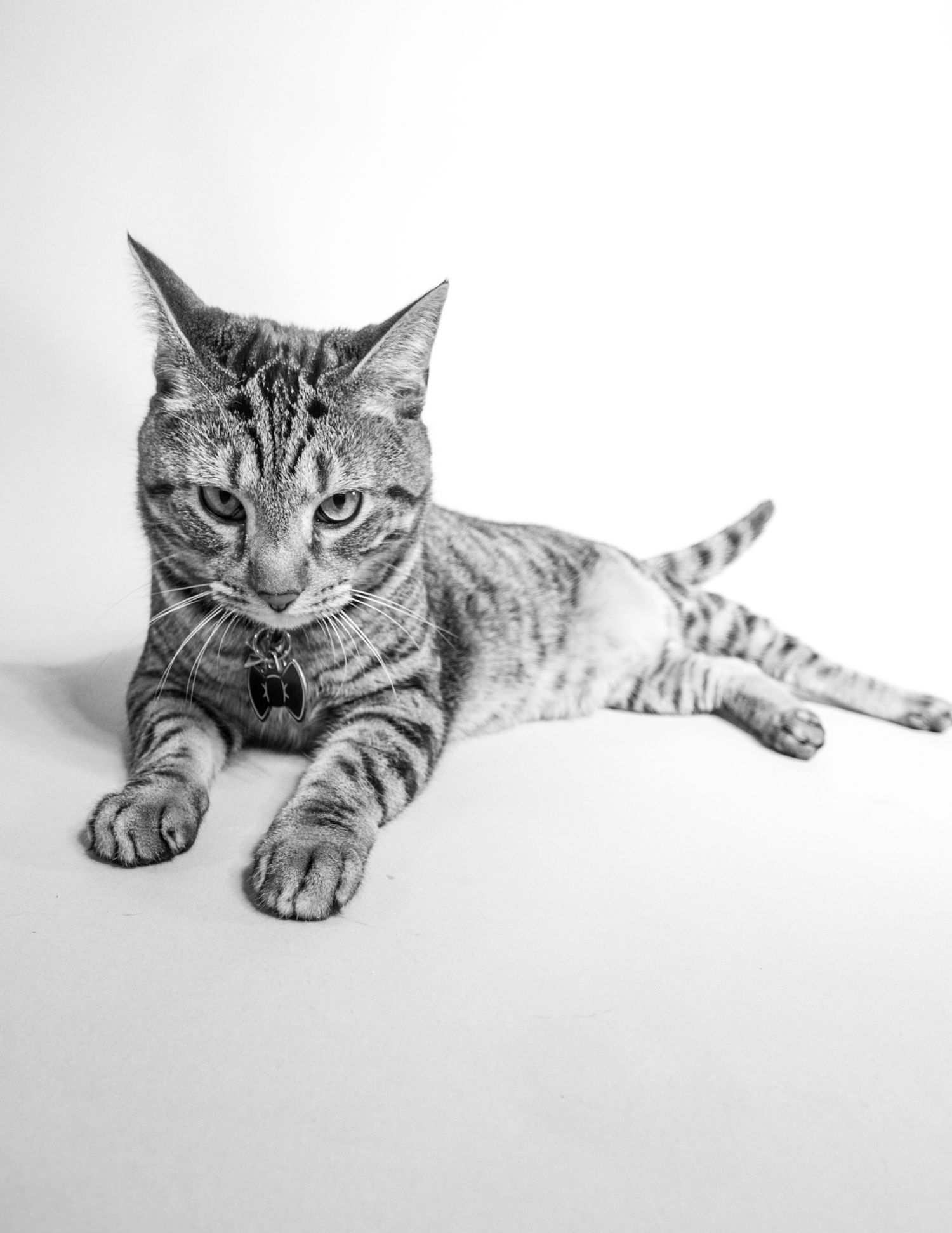 Black and white photo of a tabby cat with a collar resting with paws stretched forward.