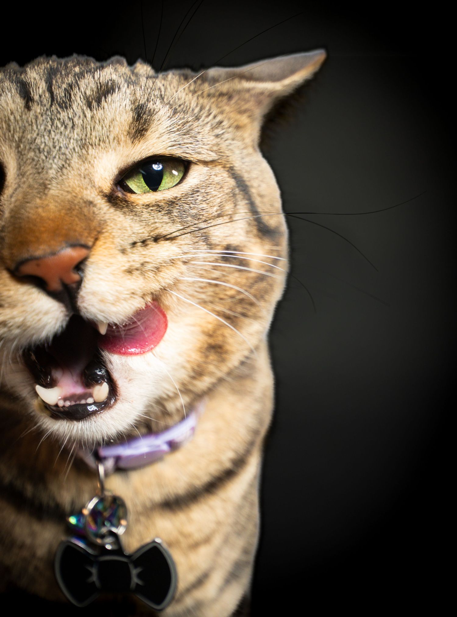 A tabby cat with green eyes, wearing a purple collar with a bow tie charm, hissing with mouth open against dark background.