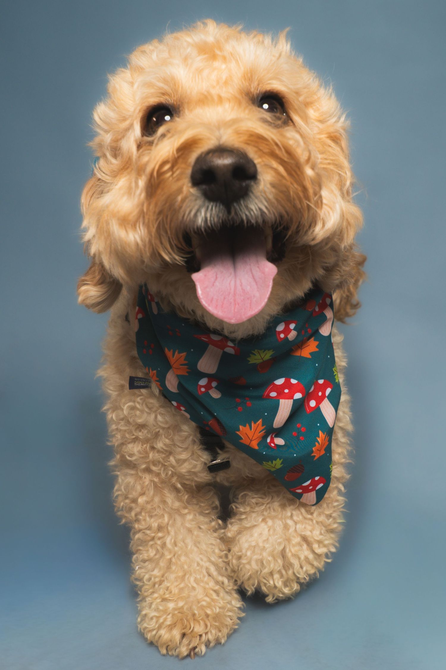 Happy fluffy golden doodle dog with its tongue out, wearing a teal mushroom and autumn leaf print bandana against a blue background.