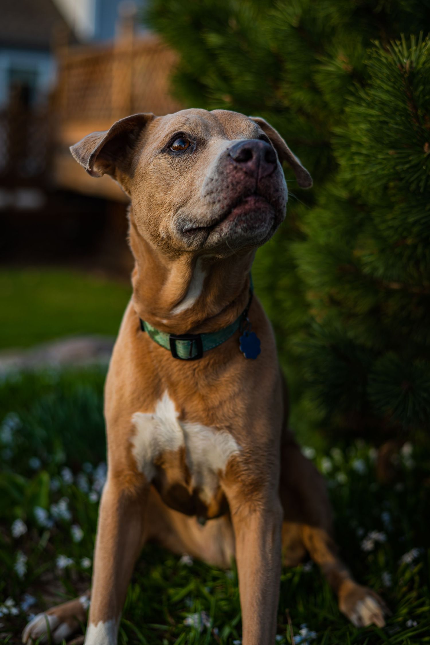 Tan mixed breed dog with white chest standing among green plants in a garden setting.