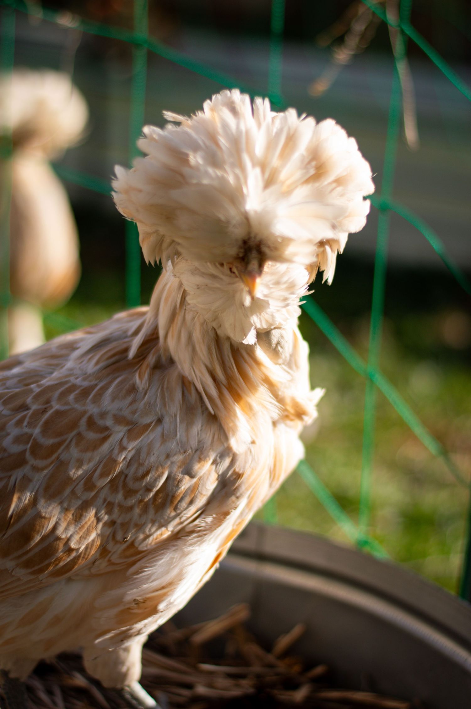 Artistic portrait of a fluffy chicken with detailed feather texture in natural lighting.