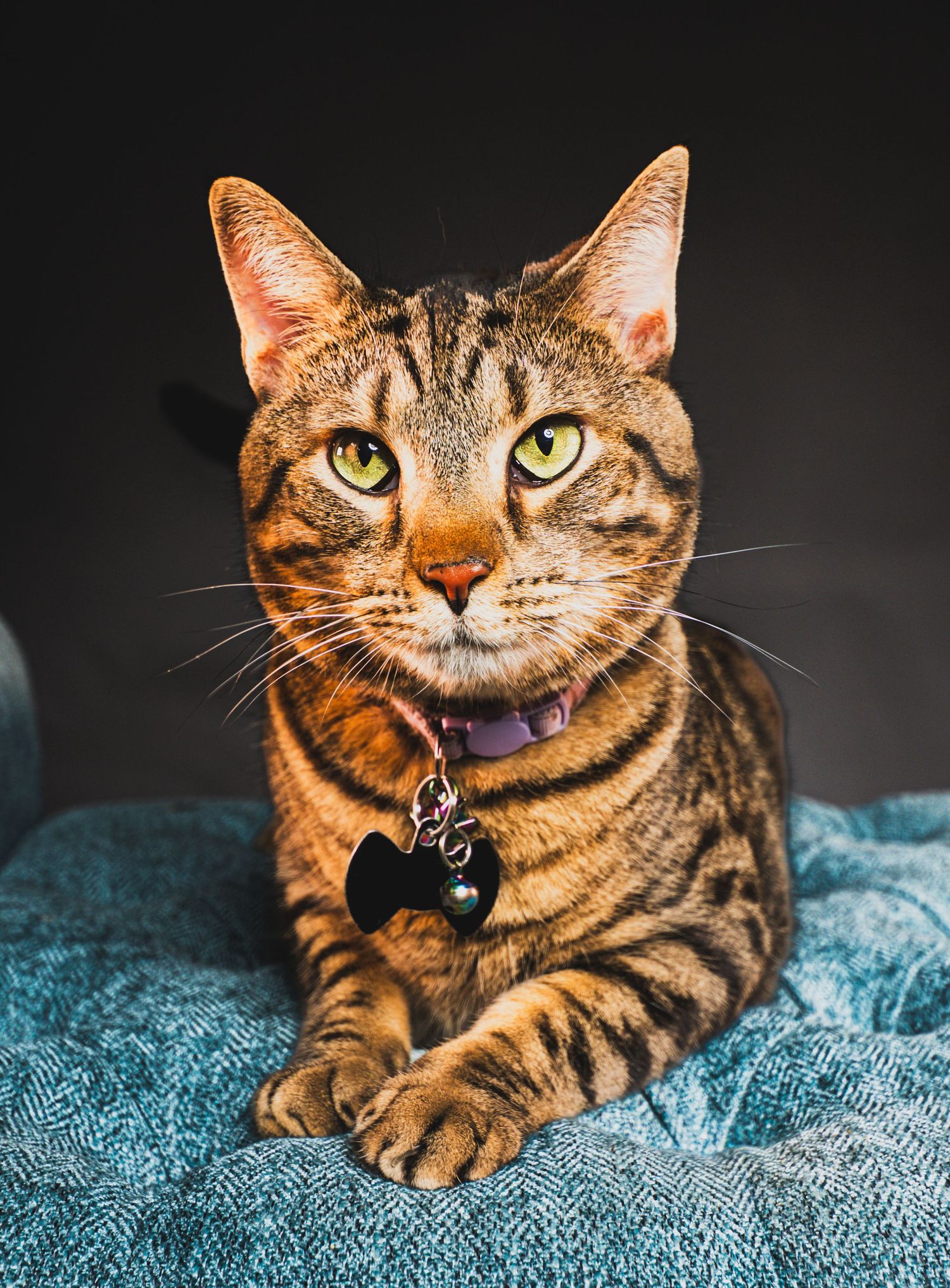 A regal Bengal cat with striking green eyes and tabby markings wearing a bow tie collar rests on a teal surface.