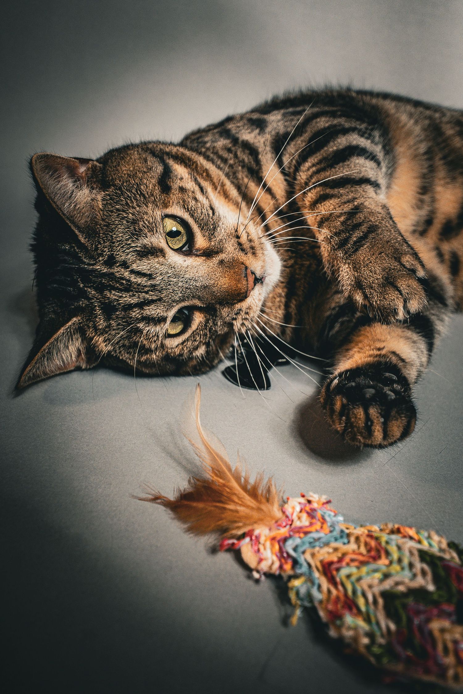 Tabby cat lying on gray surface playing with colorful feather toy, showing striped fur pattern and green eyes.