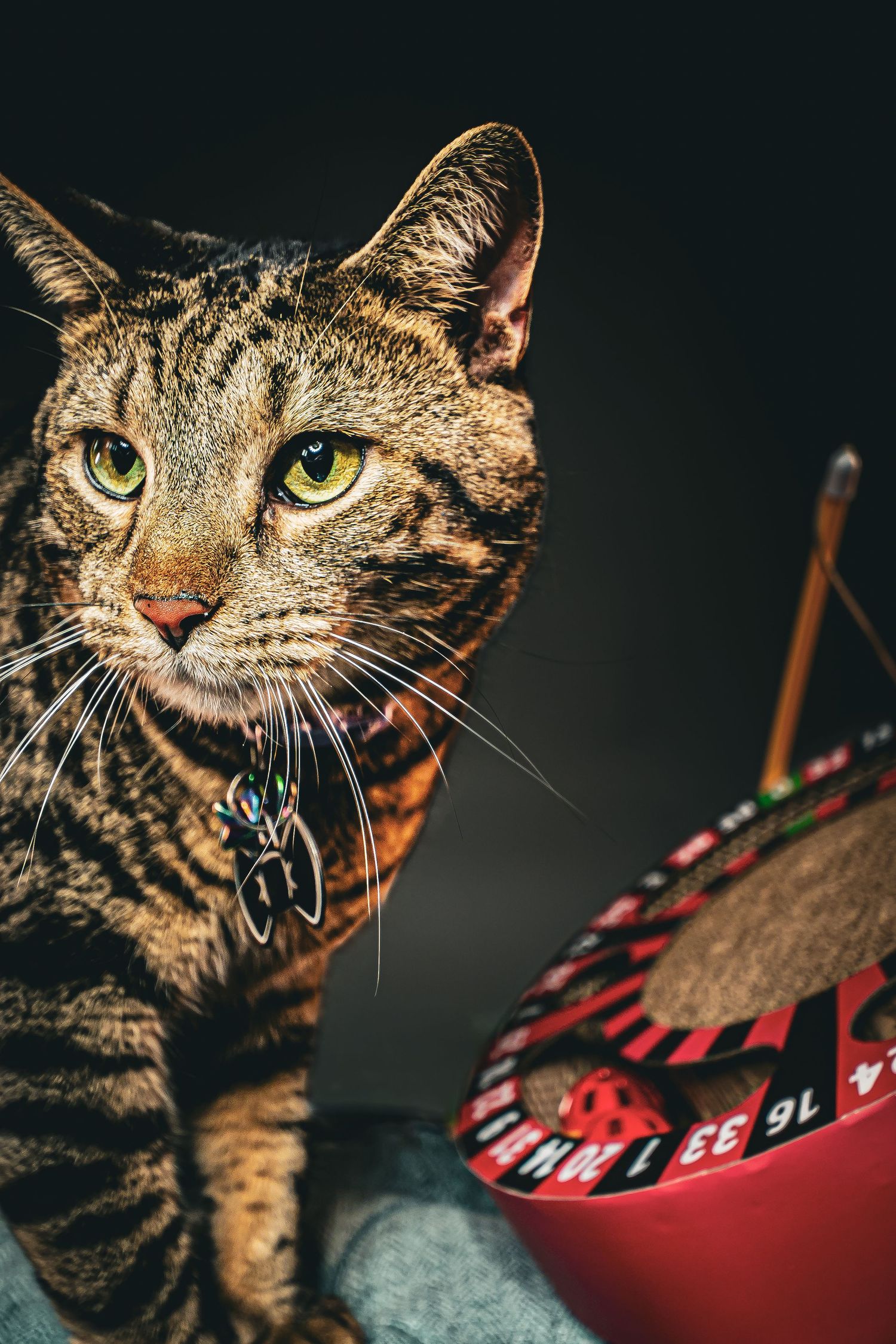 A tabby cat with green eyes and a red collar sits alert beside a pink striped bag on a dark background.