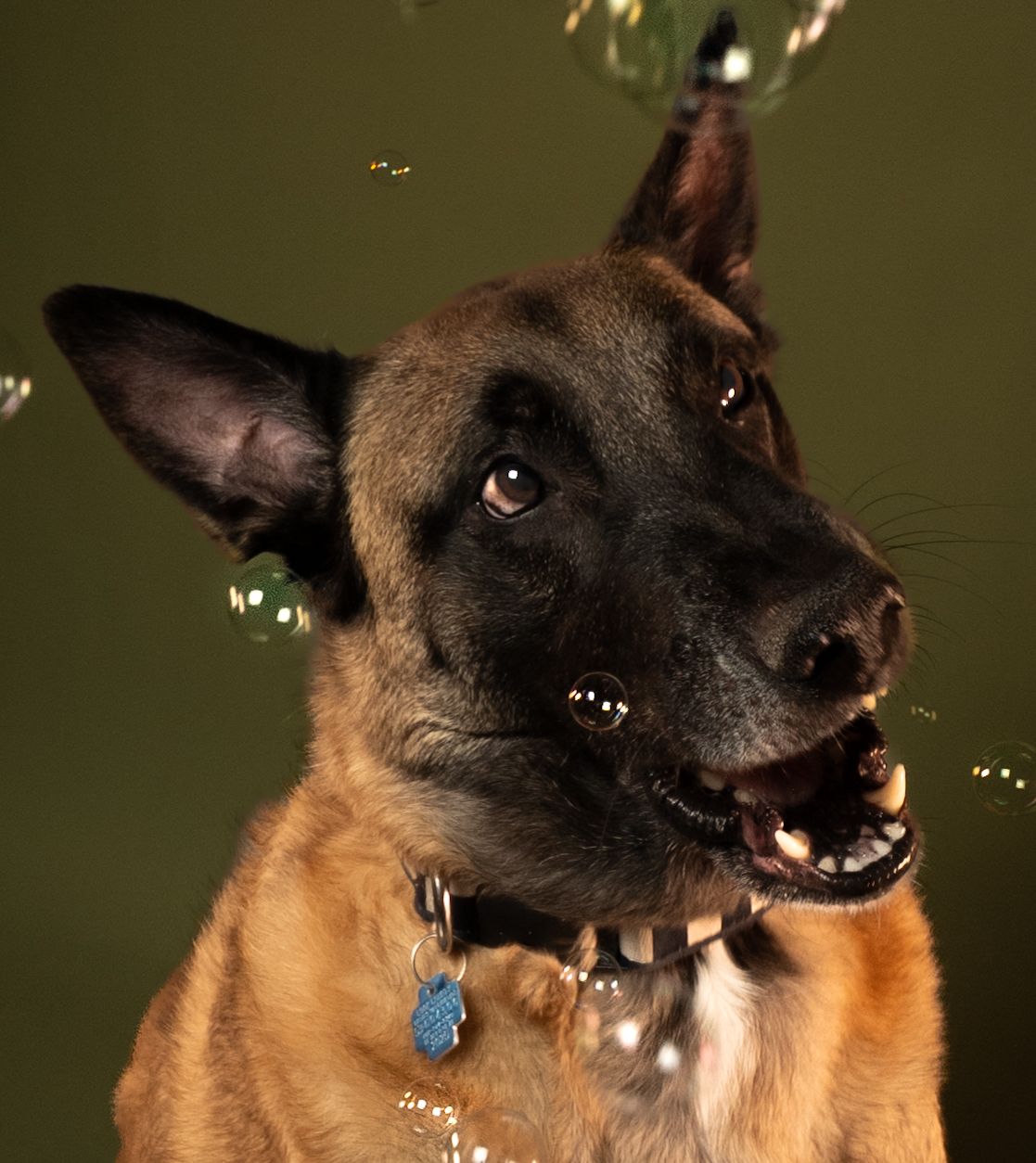 Close-up portrait series of a black and tan Belgian Malinois dog showing various facial expressions against dark background.
