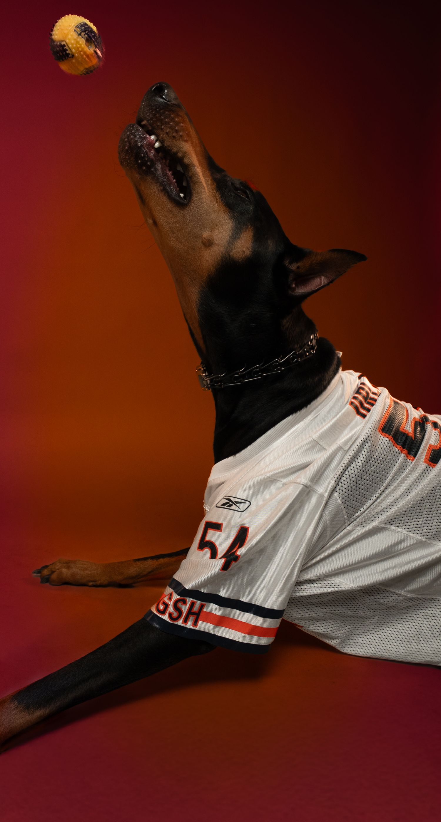Dog in sports jersey jumping to catch ball against red background.