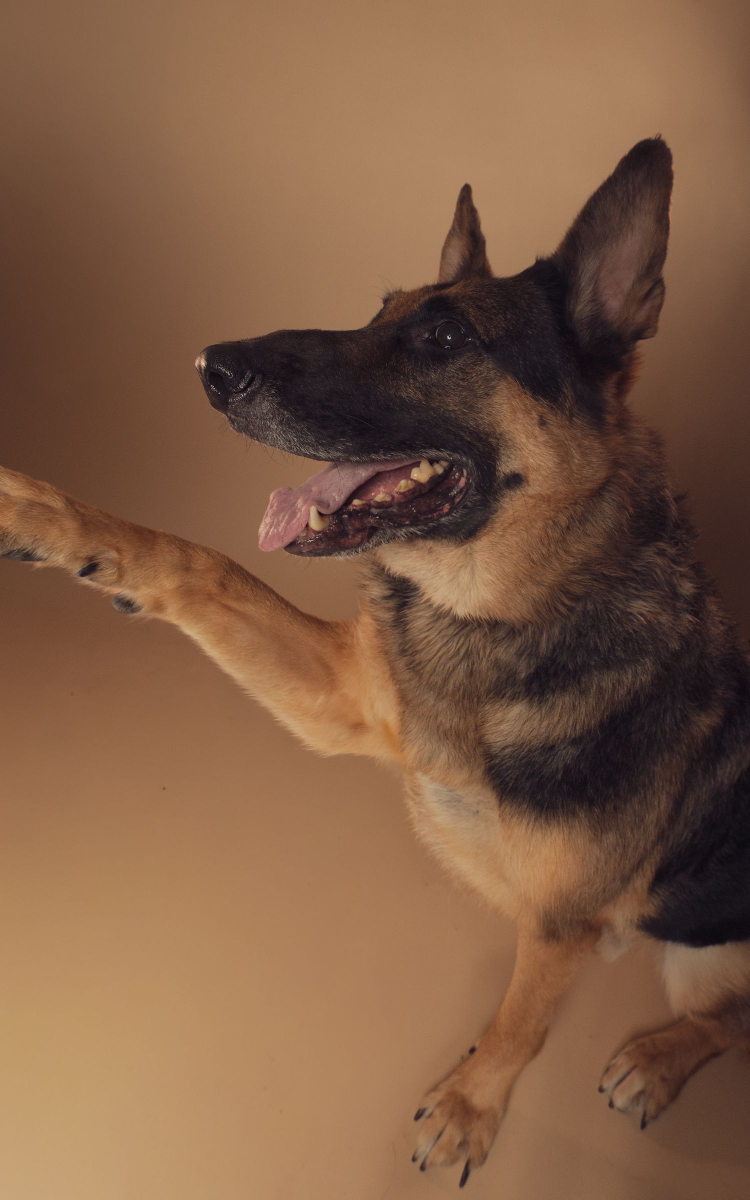 German Shepherd dog shown in a sequence of motion shots catching a treat in mid-air against a brown background.