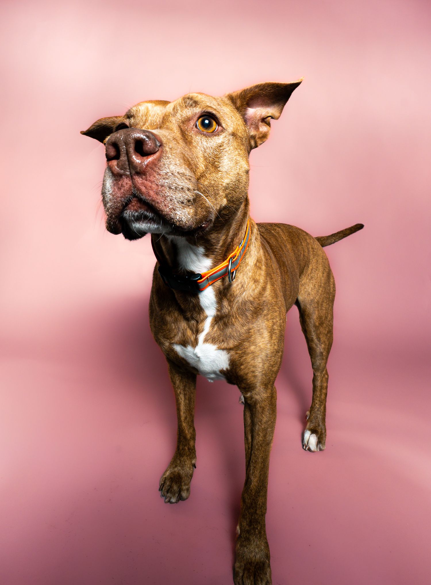 Playful brown and white pit bull shown in multiple poses against a pink background, showcasing energetic personality.