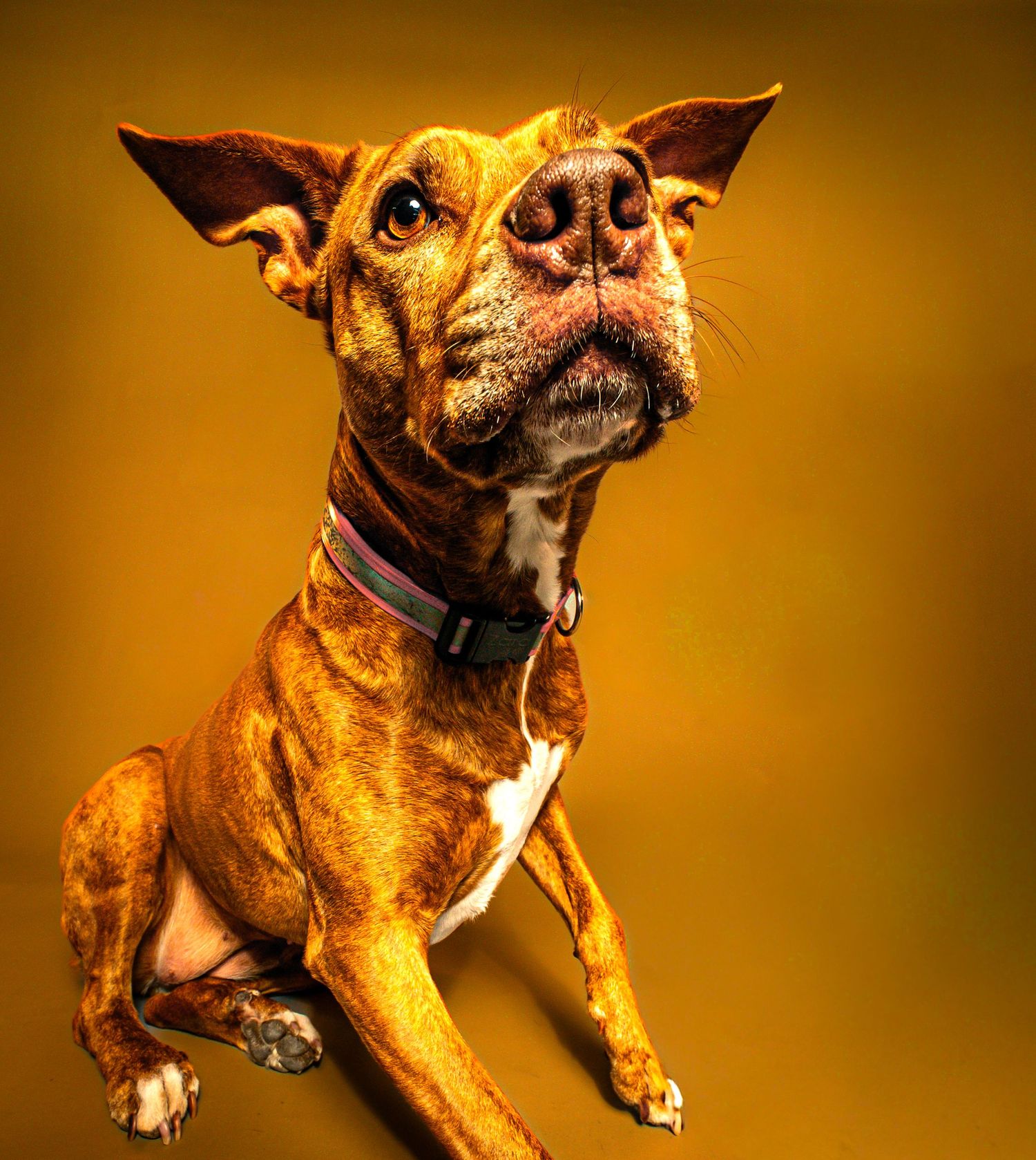 Series of dynamic shots showing a muscular brown dog in action poses against a golden background.