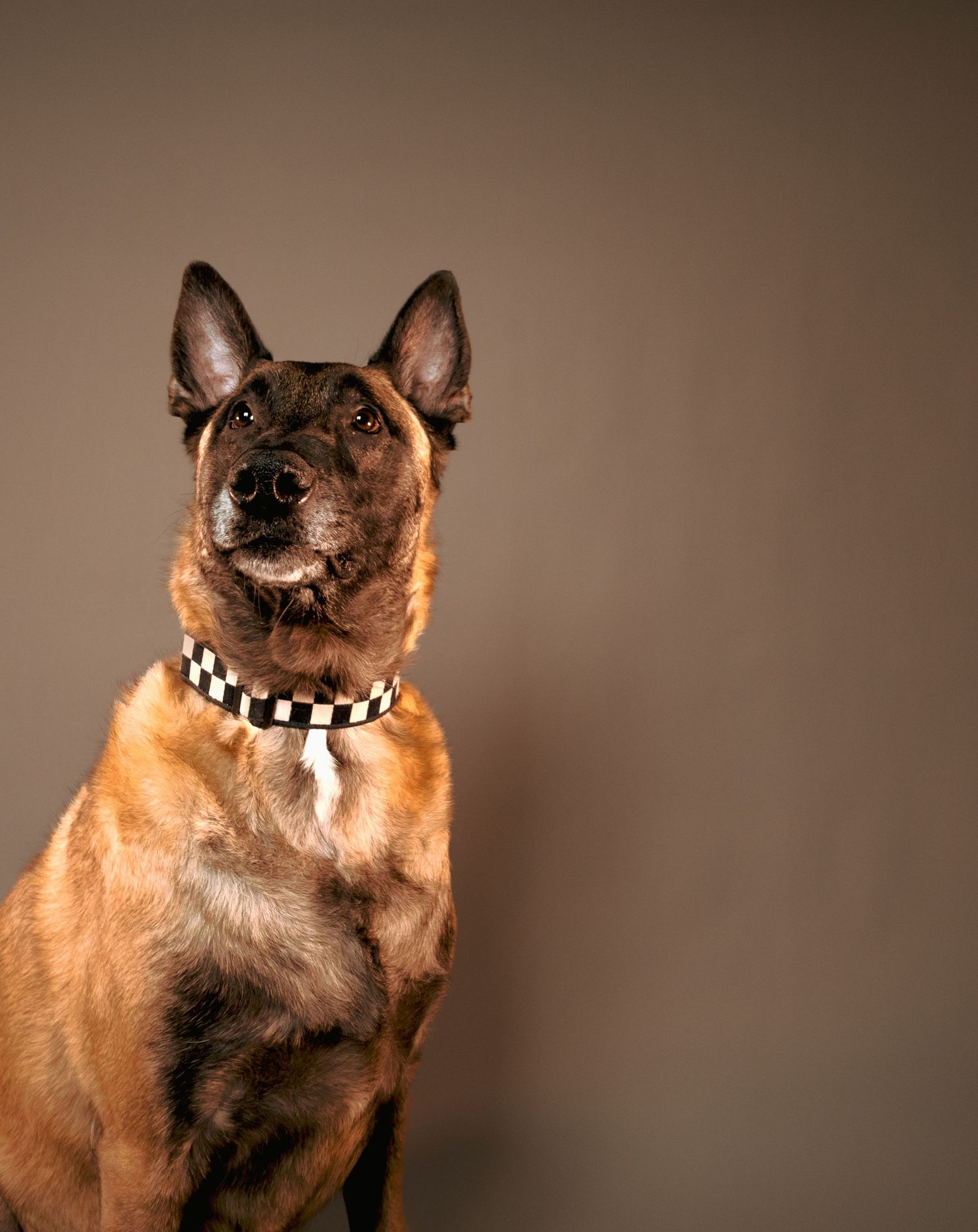 A brown dog wearing a checkered collar shows a range of expressive facial expressions in a series of studio portraits.