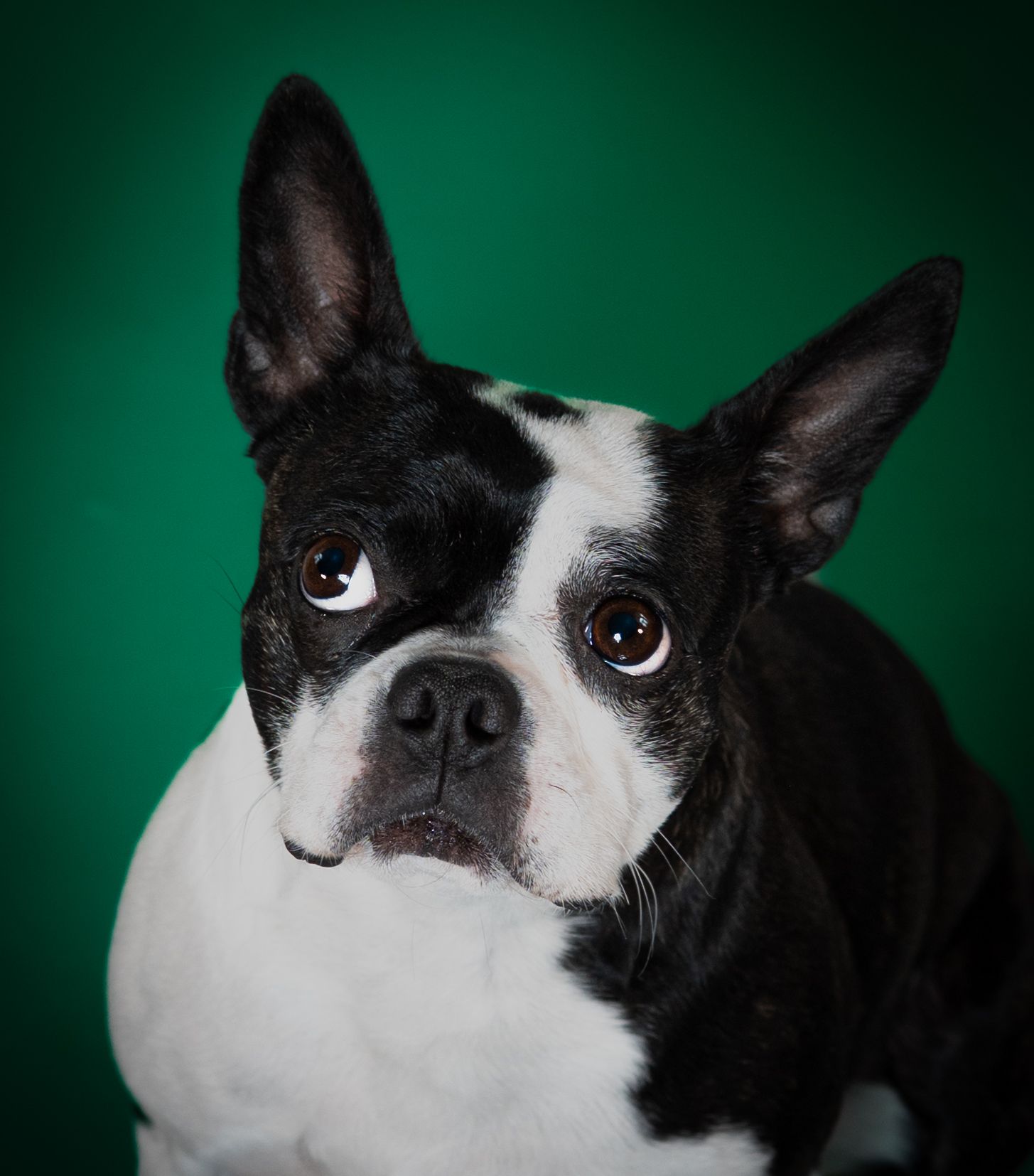 Portrait of a black and white Boston Terrier with alert ears and expressive brown eyes against a green background.