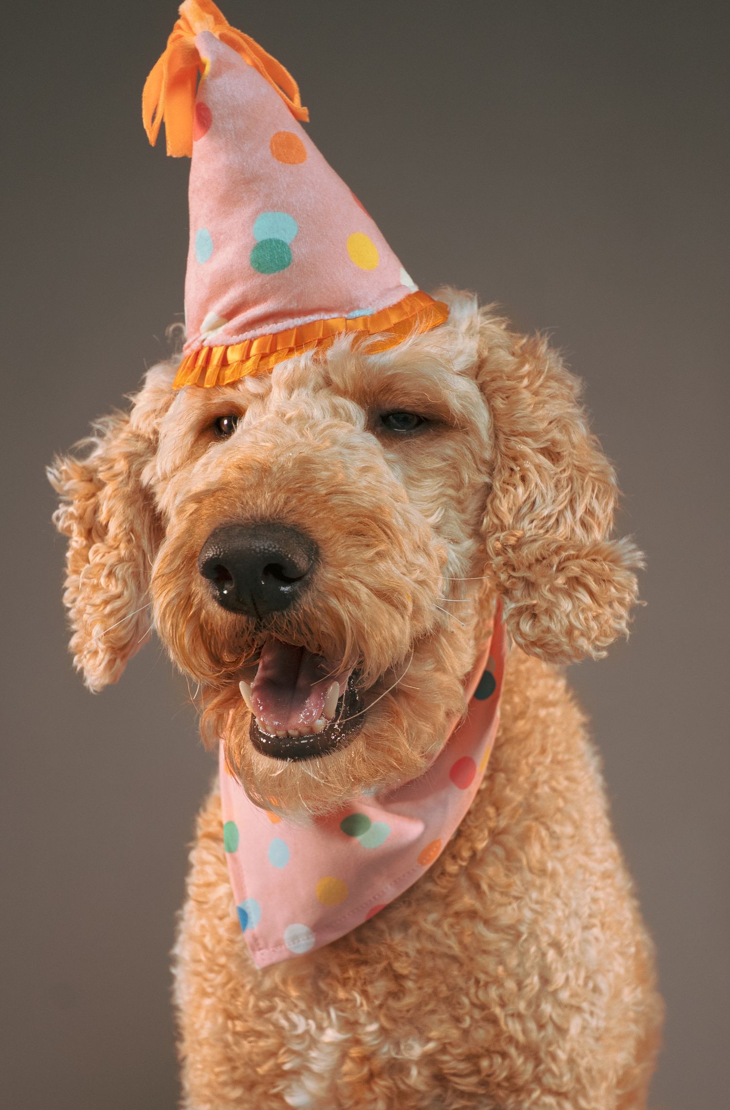 A happy golden doodle dog wearing a pink polka dot party hat and matching bandana, smiling with mouth open.