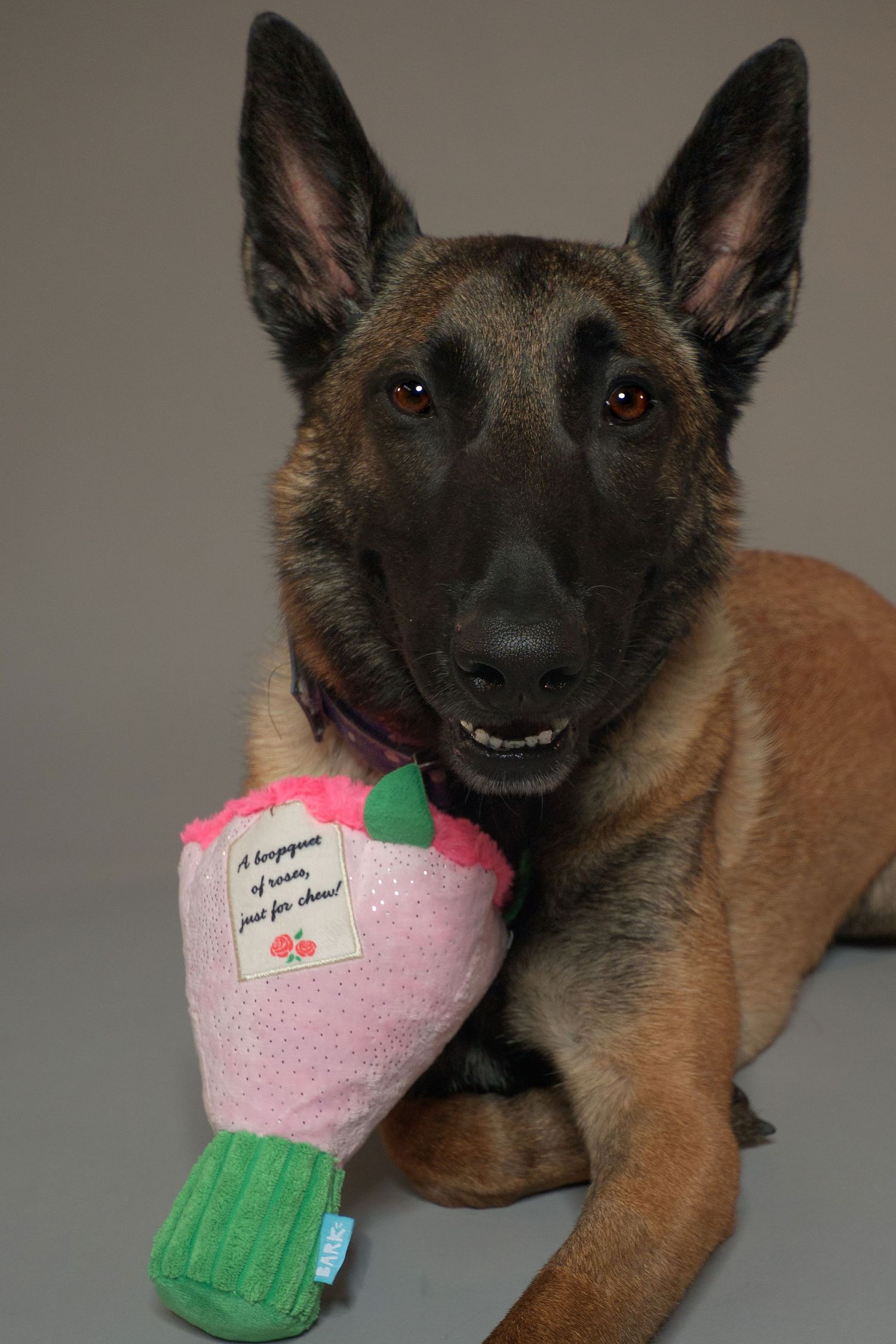 Belgian Malinois dog lying down holding a pink bouquet plush toy in its mouth on gray background.