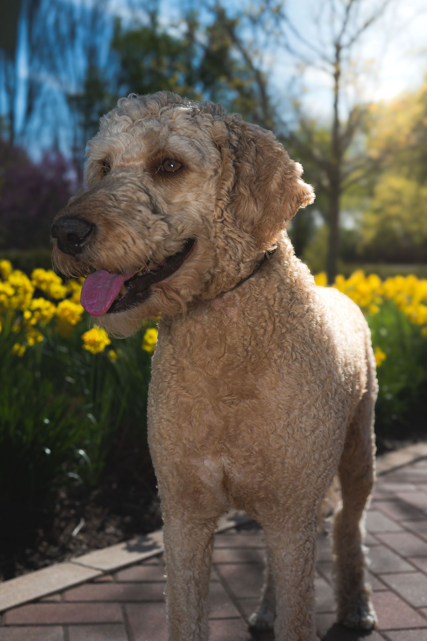 A fluffy golden Goldendoodle dog stands on a brick path surrounded by bright yellow daffodils in a sunny garden.
