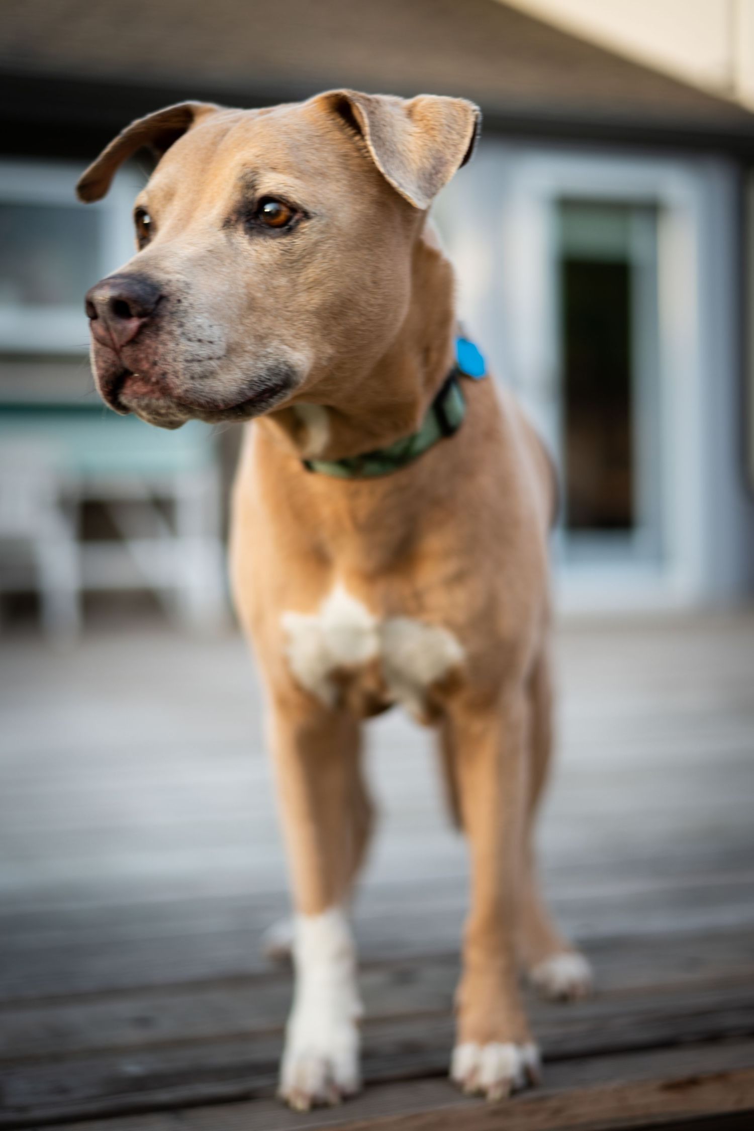 Tan and white pit bull mix standing on wooden deck wearing turquoise collar in soft focus.