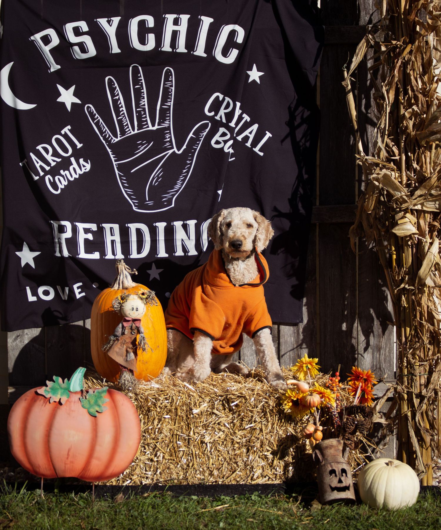 Halloween display with pumpkins, hay bales, and psychic readings banner.