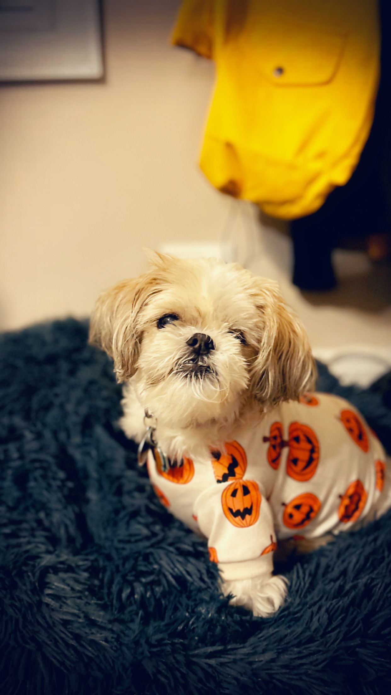 A small Shih Tzu dog wearing a Halloween pumpkin print outfit sits on a dark fluffy blanket.