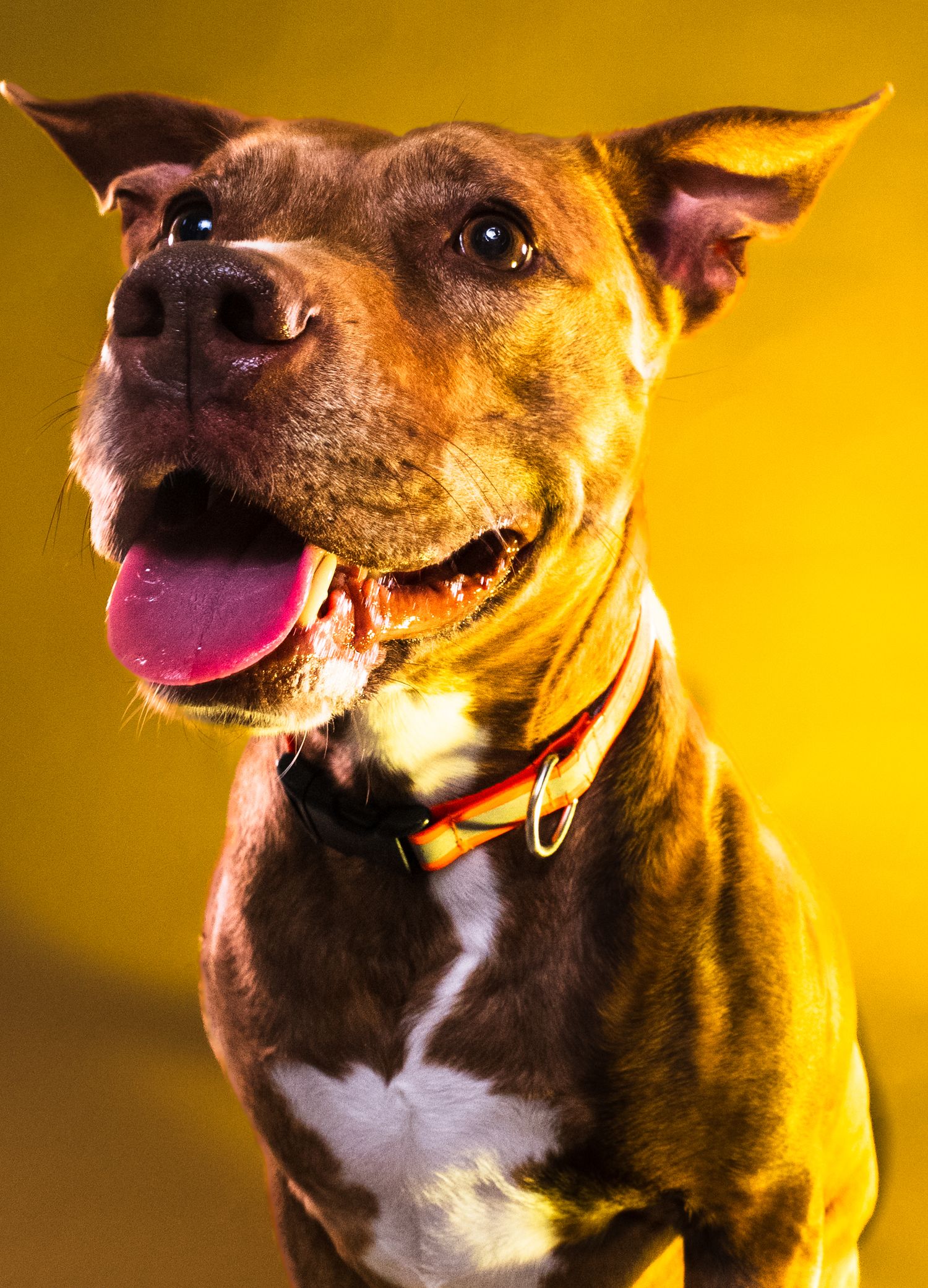 Happy brown and white pit bull type dog with tongue out smiling against yellow background in studio portrait.