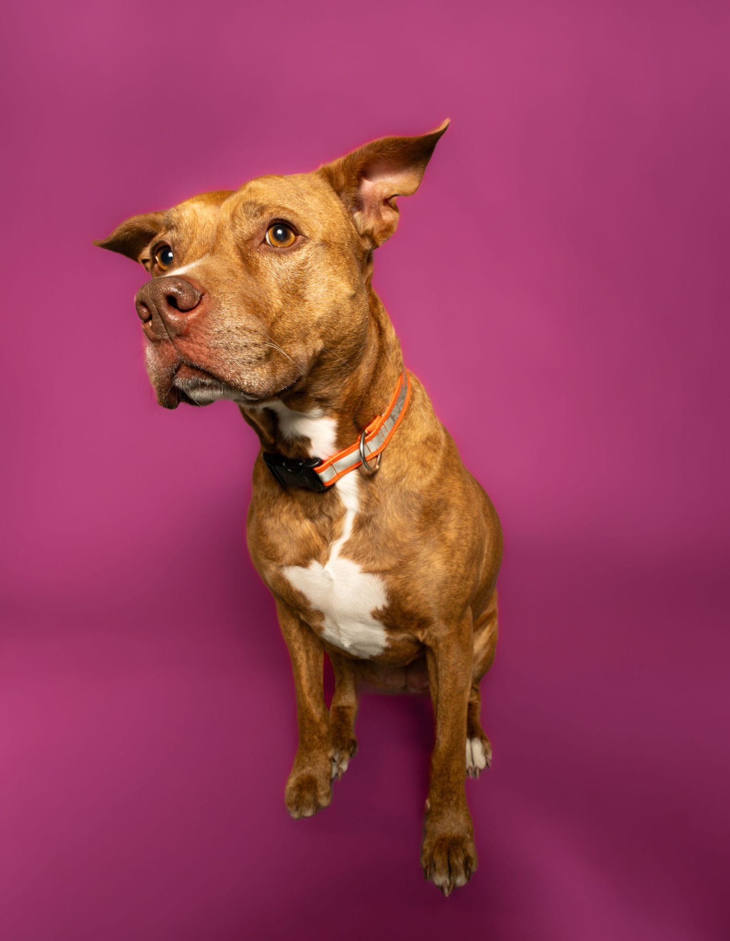 Brown and white pit bull type dog poses against vibrant pink background in studio photography sequence.