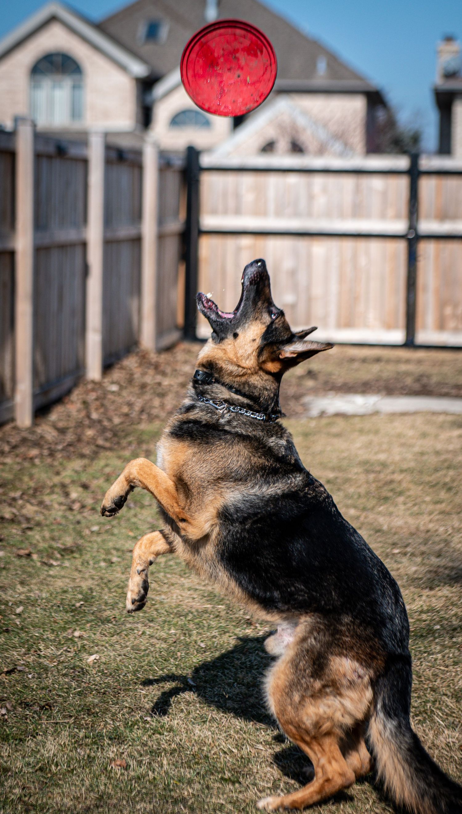 German Shepherd dog leaps high in backyard to catch red frisbee during action sequence photography.