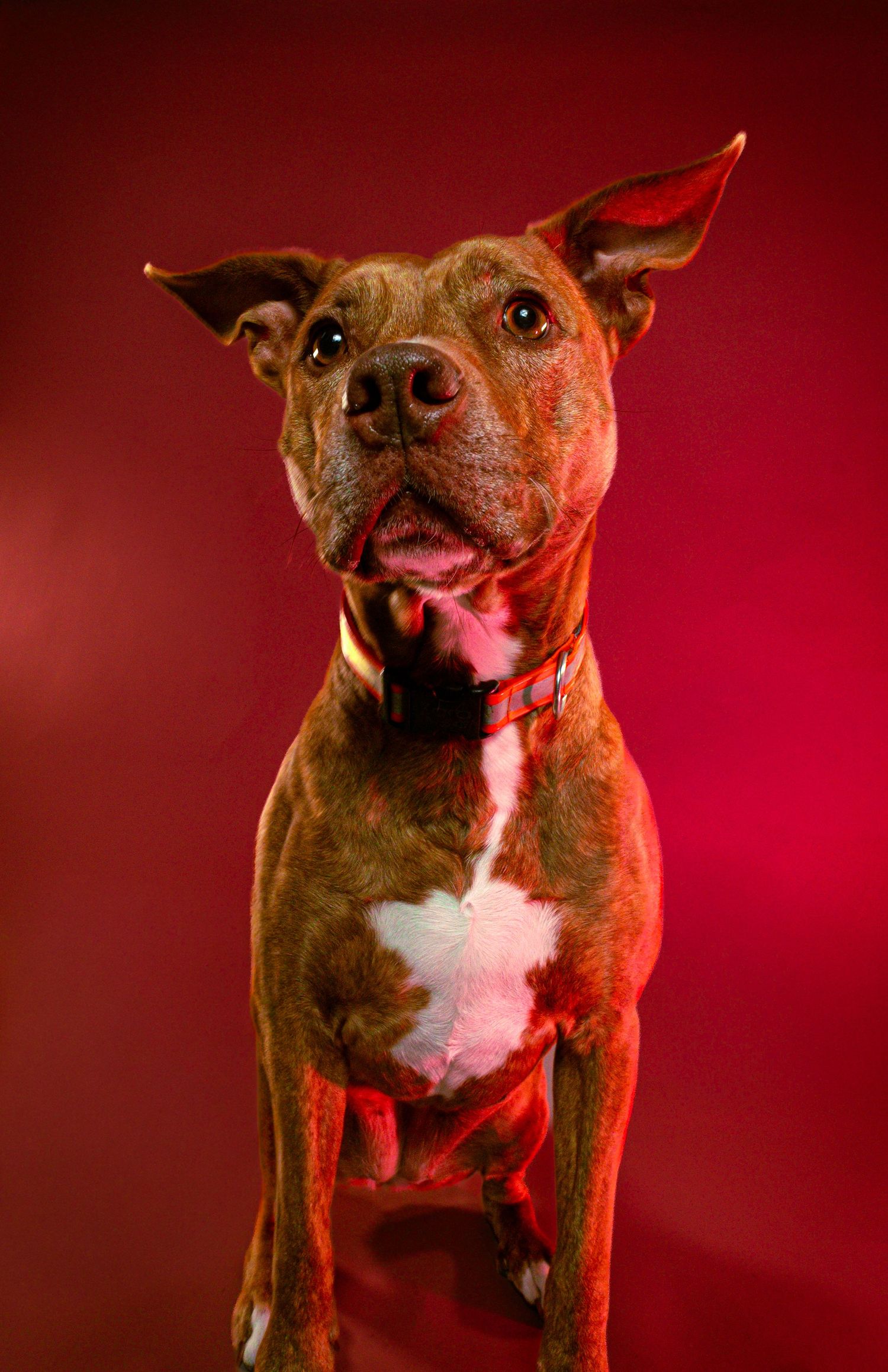 A brown and white pit bull dog poses playfully against a dramatic red studio background.