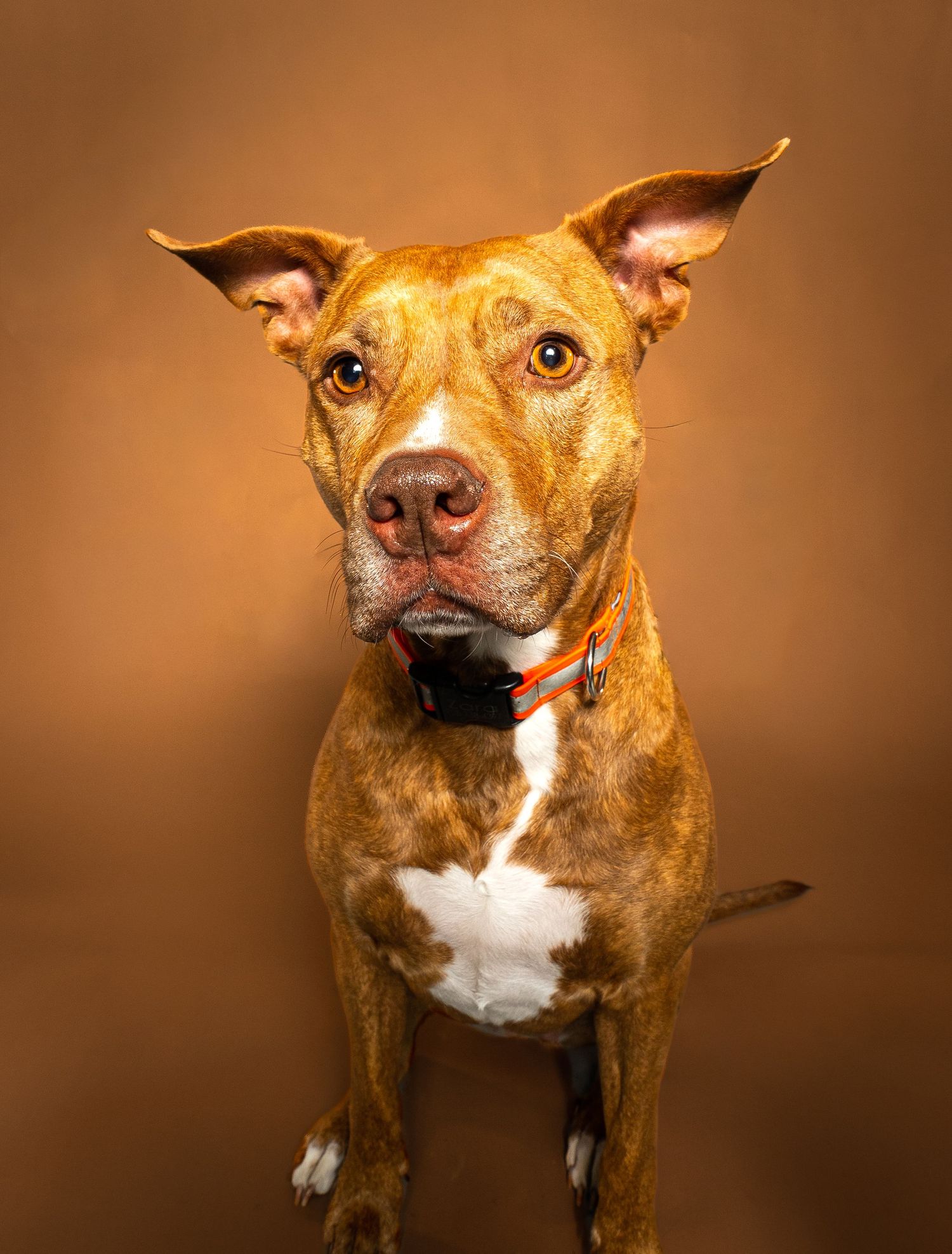A brown and white pit bull type dog poses expressively in a series of professional studio portraits against a brown background.
