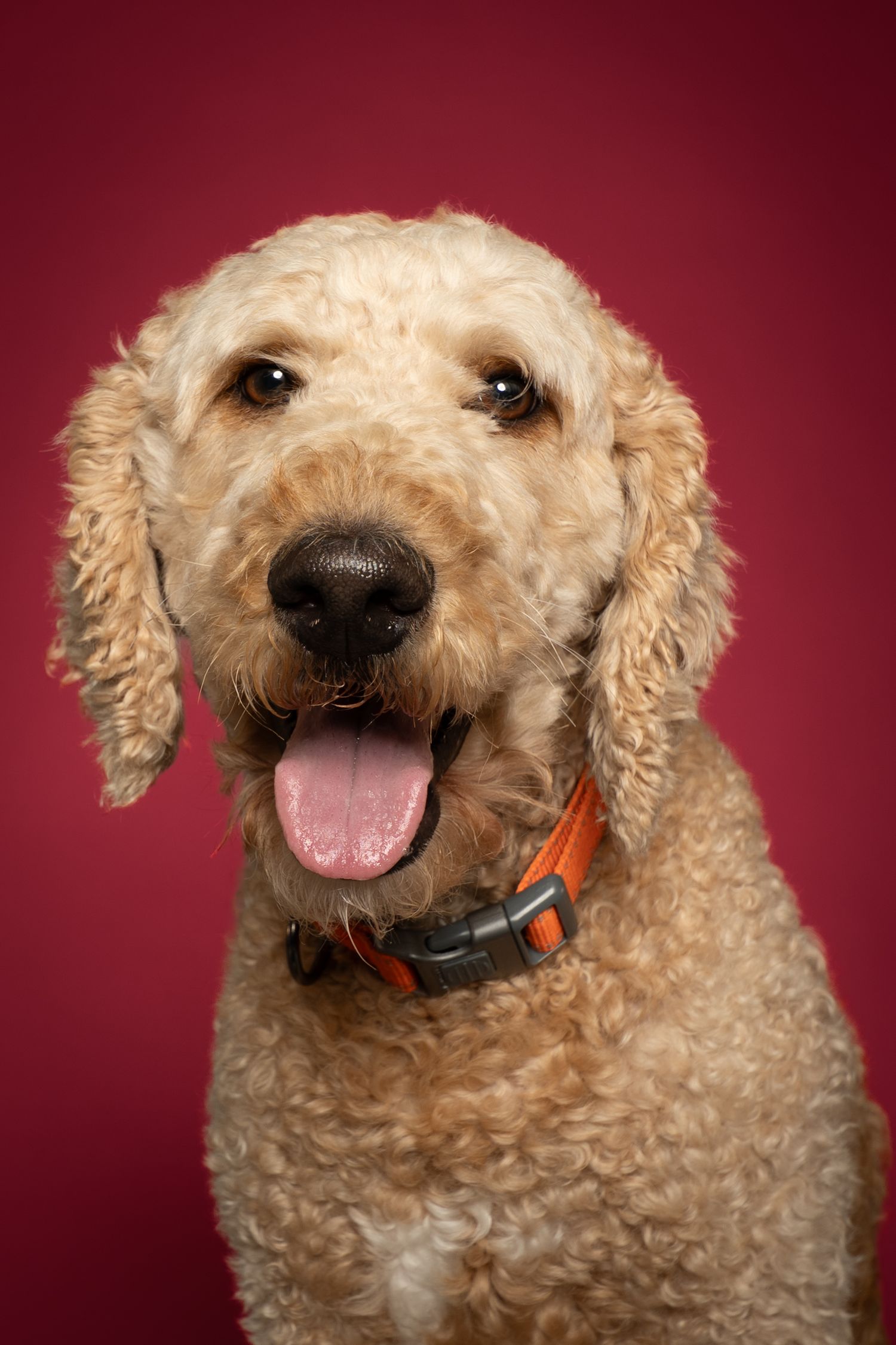 A happy golden doodle dog with curly fur and orange collar sits against a red background with tongue out.