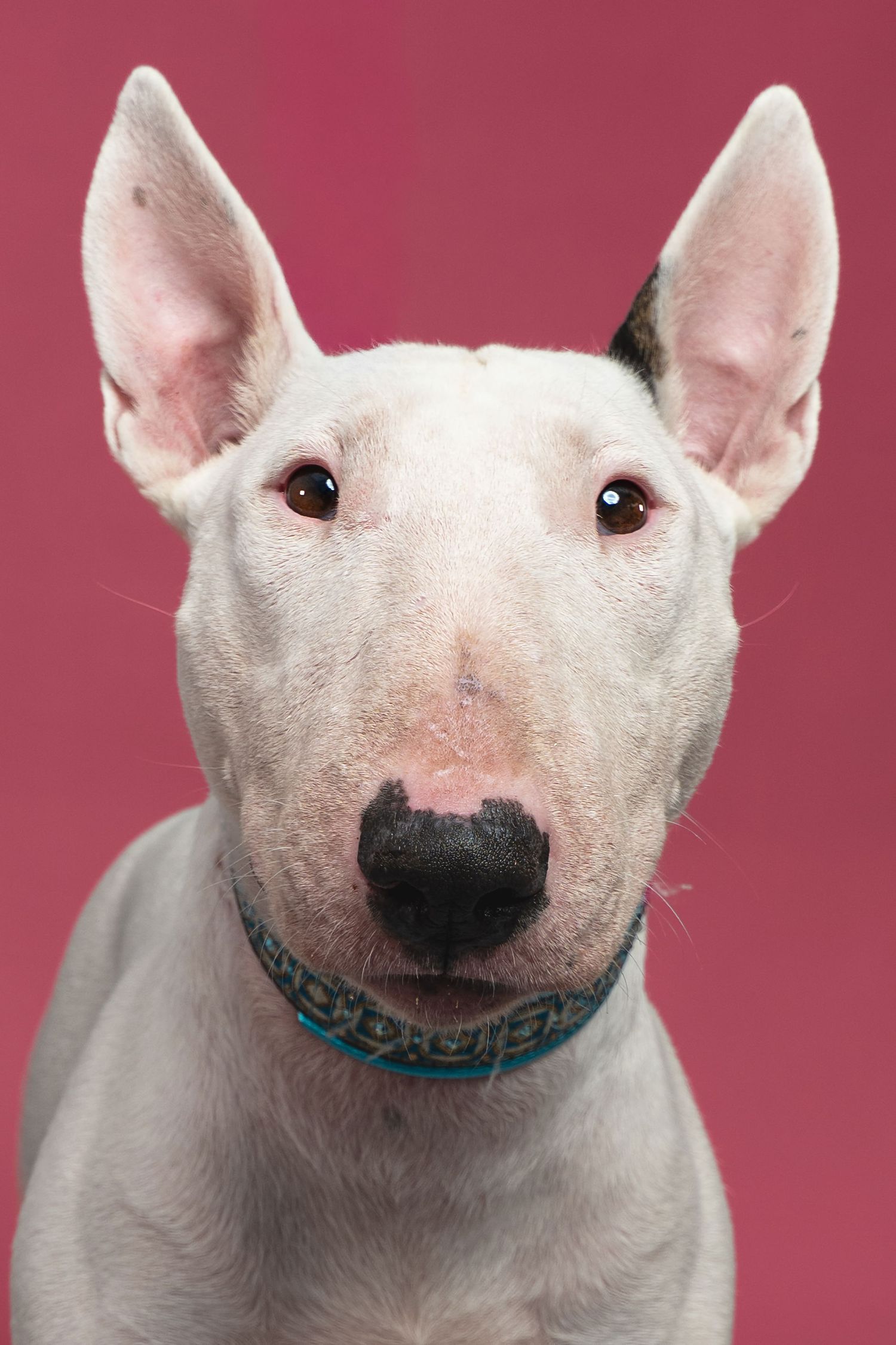 White Bull Terrier dog with blue collar posing against pink background in close-up portrait photo.