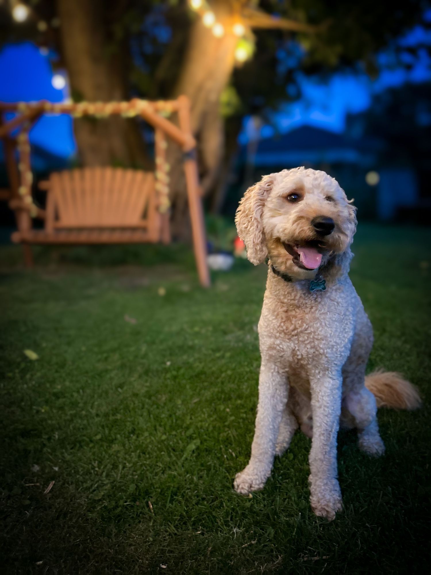 A happy goldendoodle dog sits on grass at dusk with a porch swing visible in the background.