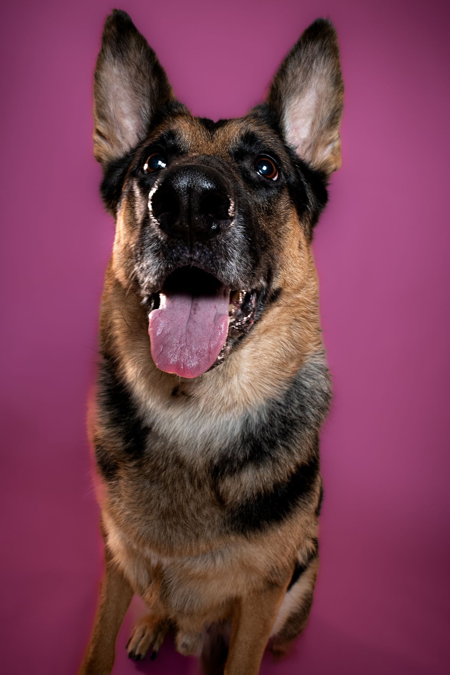 A German Shepherd dog with expressive eyes and pink tongue against a purple background in a playful portrait series.
