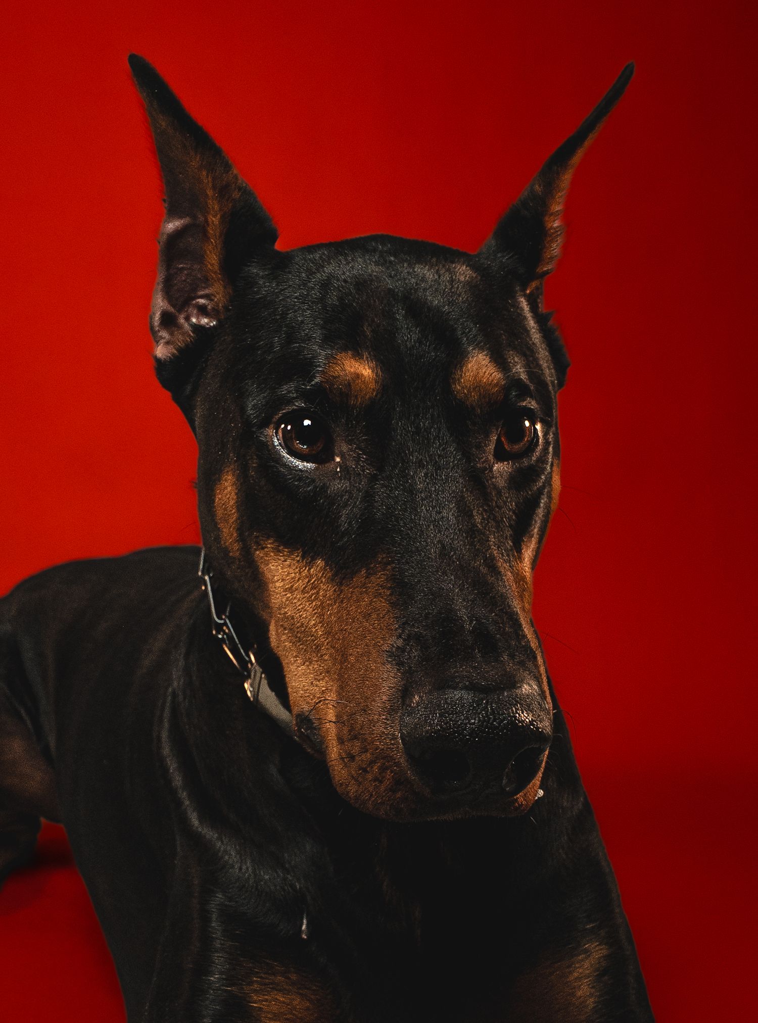 A Doberman dog with dark black and brown fur poses against a deep red background in a series of close-up portrait shots.