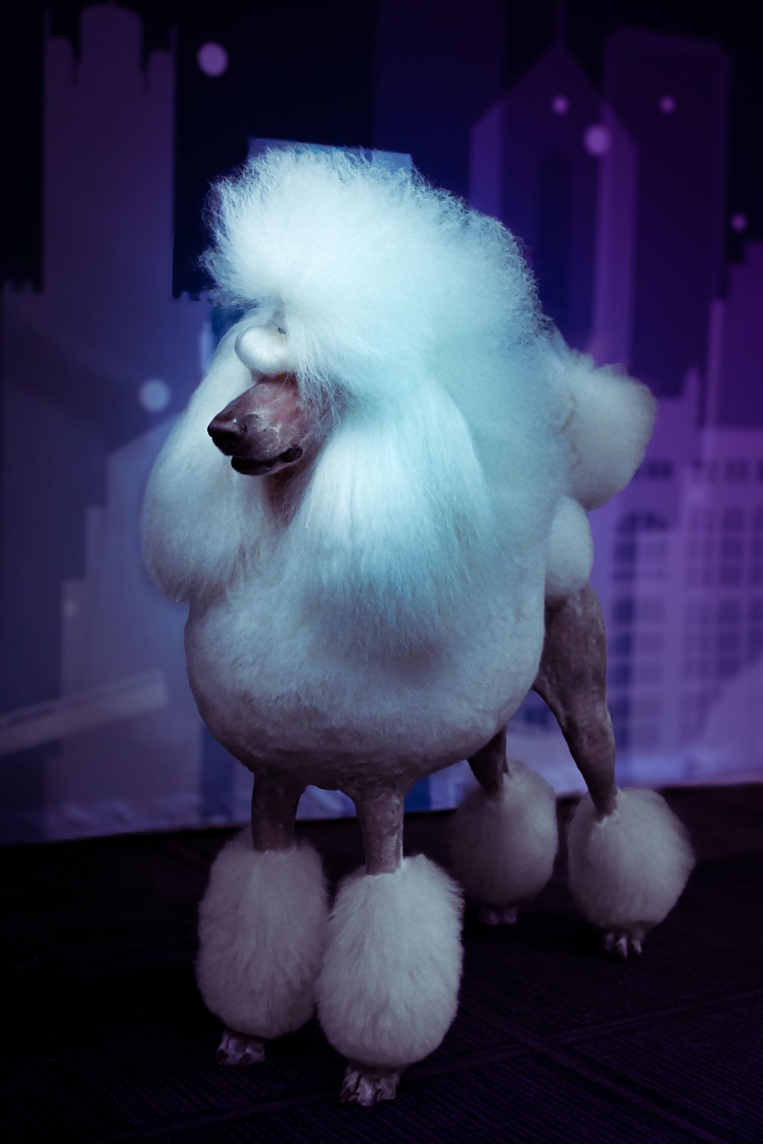 A white poodle dog with a fluffy groomed coat stands against a dark purple background in a professional photo setting.