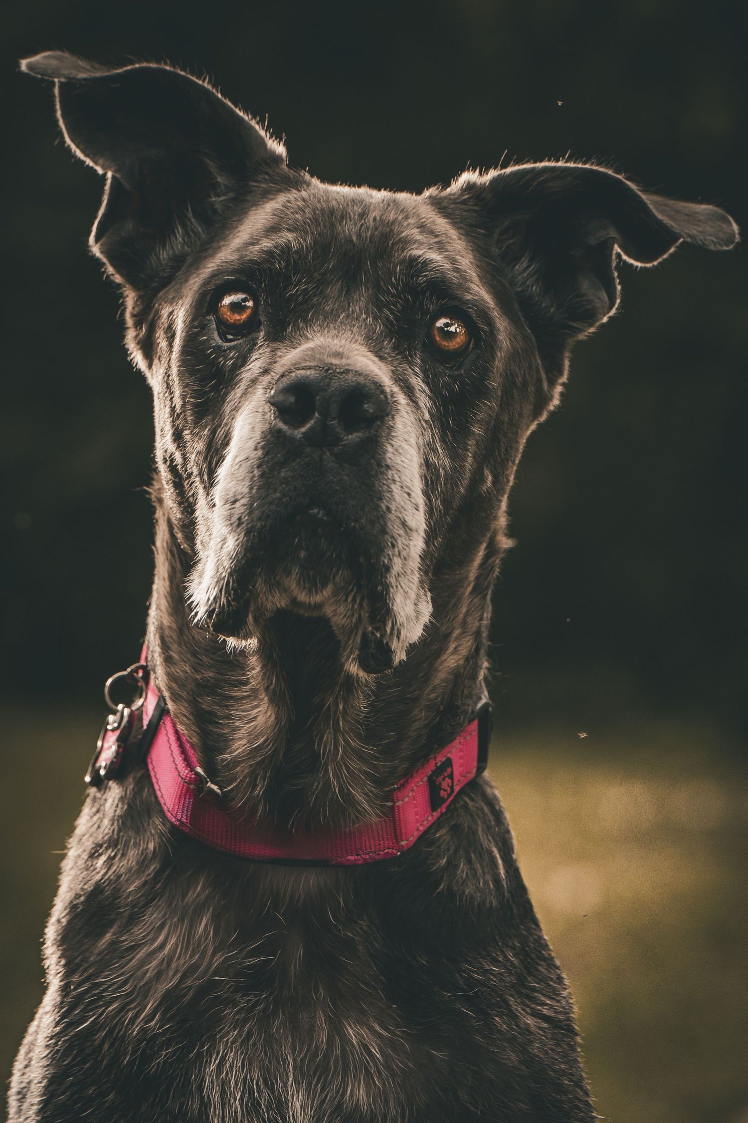 Portrait of a brindle Cane Corso dog with gray muzzle, amber eyes and floppy ears wearing a pink collar against a dark blurred background.
