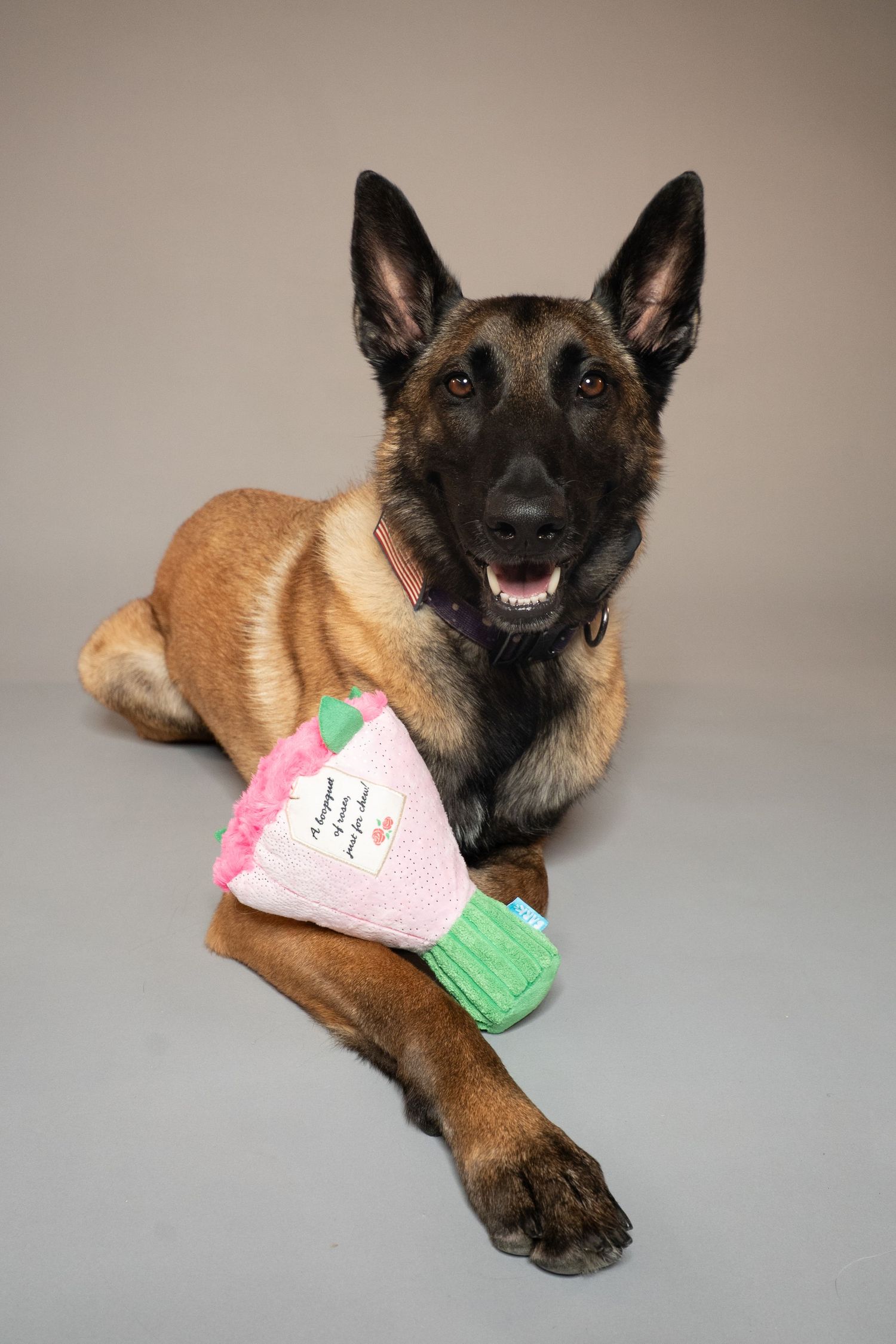 Belgian Malinois dog lying down with a pink and green strawberry plush toy between its paws on a gray background.