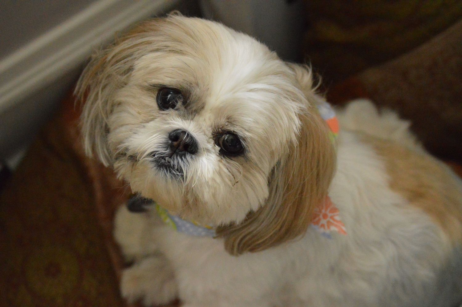 Close-up portraits of a Shih Tzu dog with fluffy white fur.