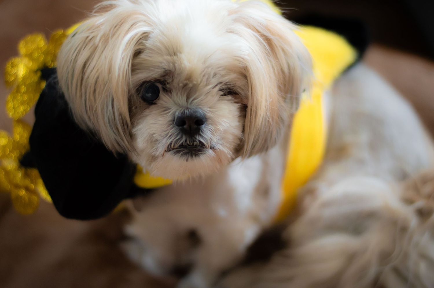 Small white dog with yellow collar looking at camera in close-up portrait.