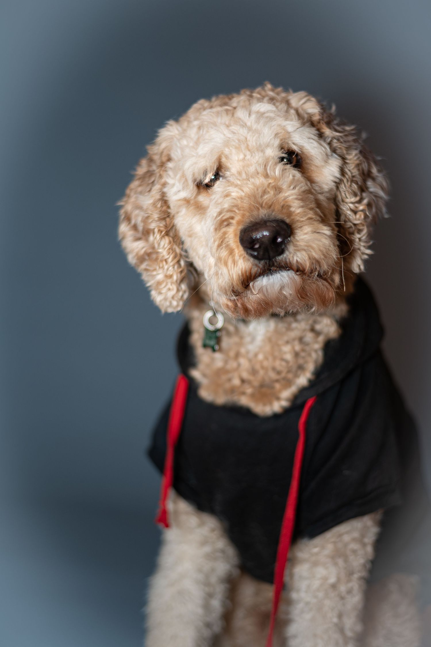 A curly-haired dog wearing a black hoodie with red drawstrings poses against a gray background.