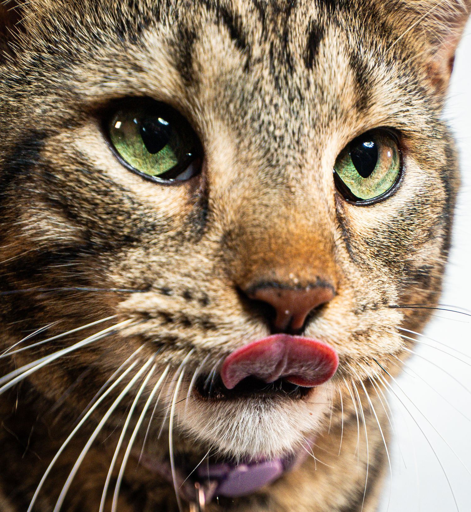 Close-up of a tabby cat with green eyes licking its lips, wearing a purple collar.