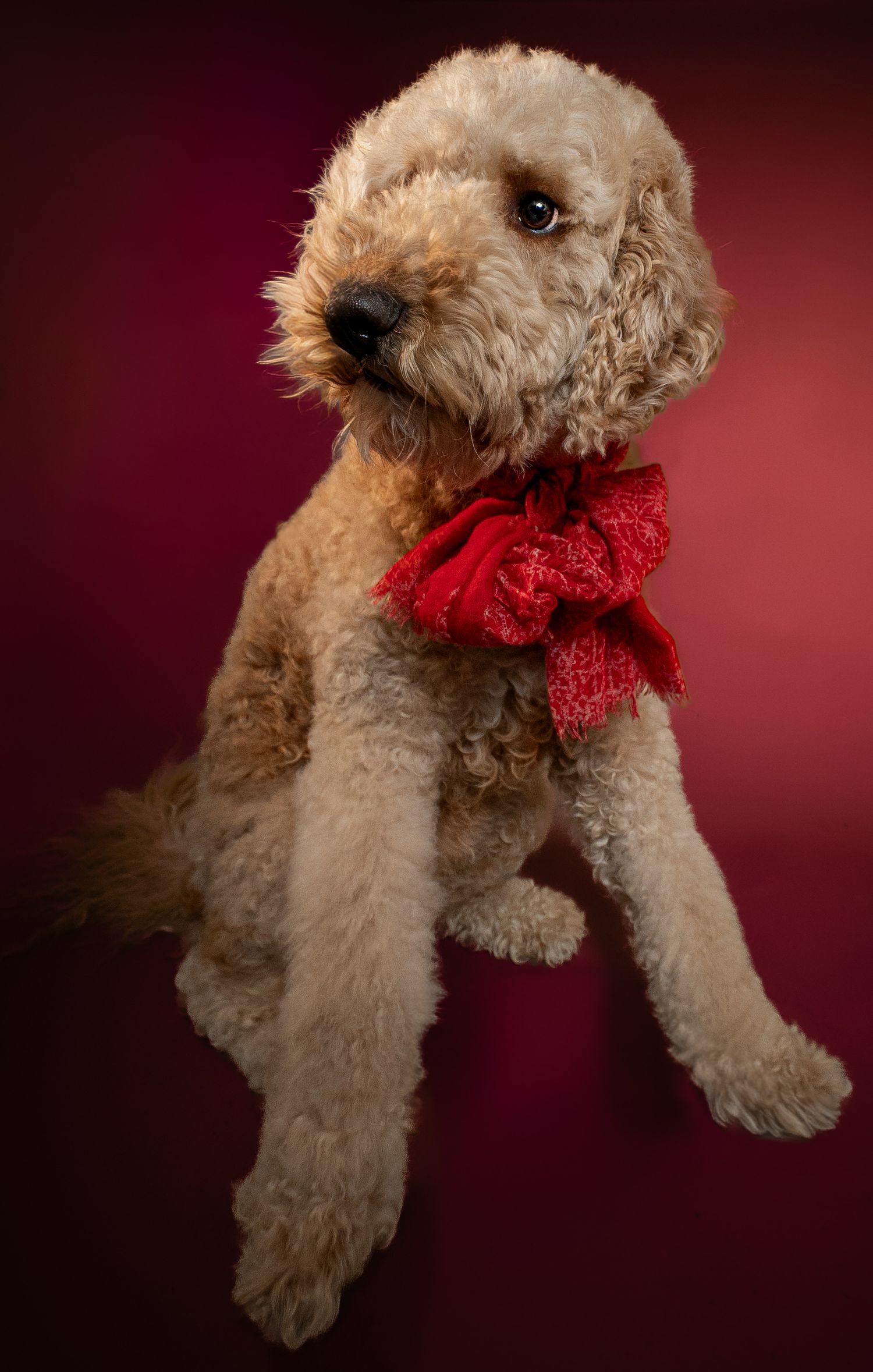 Goldendoodle puppy wearing a red bow tie poses against dark burgundy background in sequential action shots.