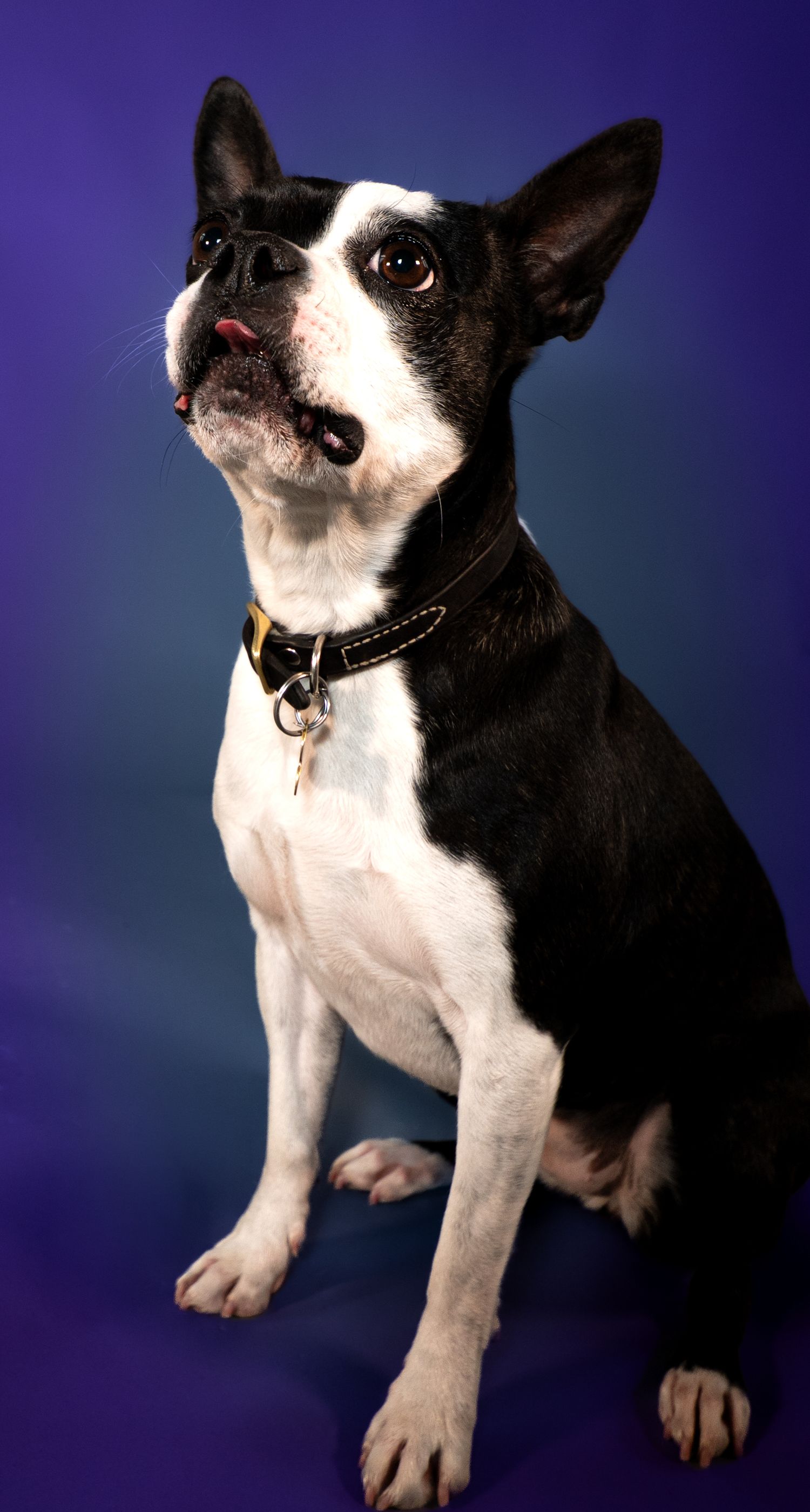 Black and white Boston Terrier sits attentively against blue studio backdrop.