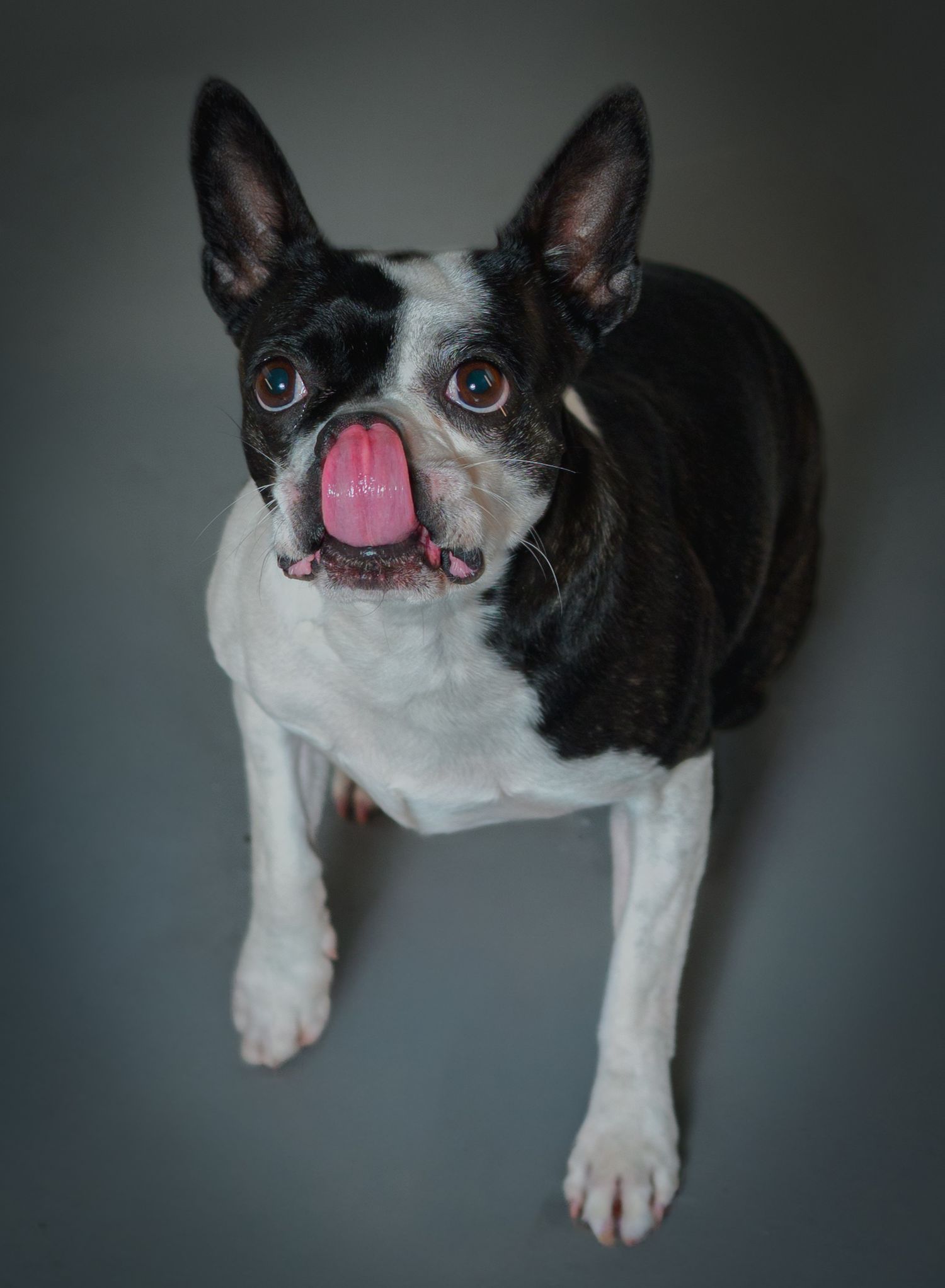Black and white Boston Terrier with tongue out poses playfully against dark background.
