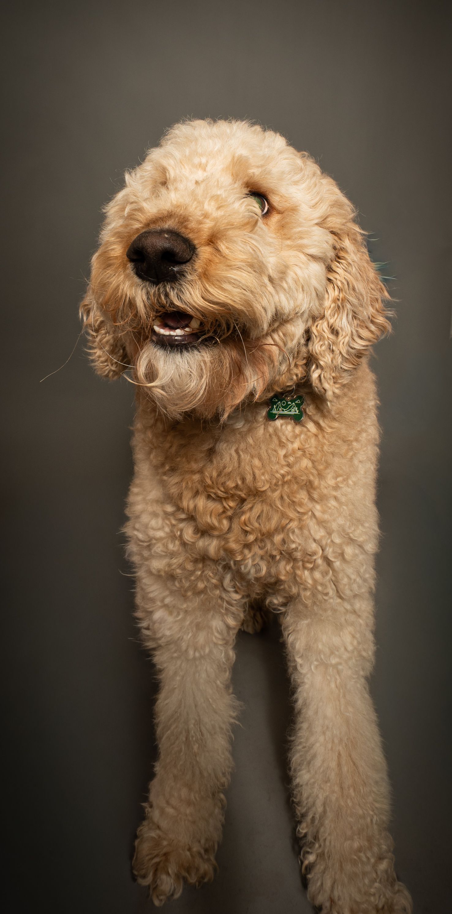 A curly-haired goldendoodle dog photographed from behind showing its fluffy rear end and legs against a dark background.