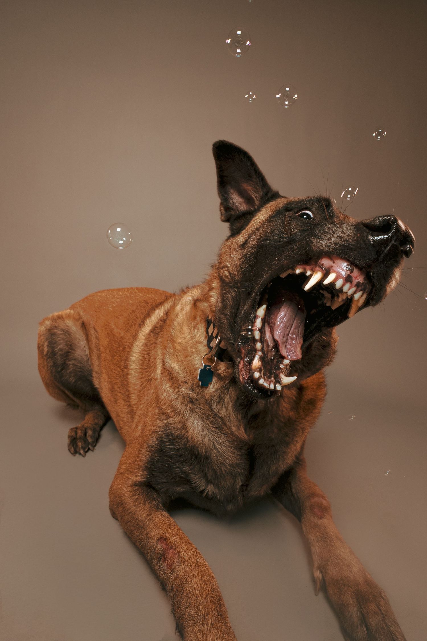 German Shepherd dog playfully catching soap bubbles against brown background in sequential action shots.