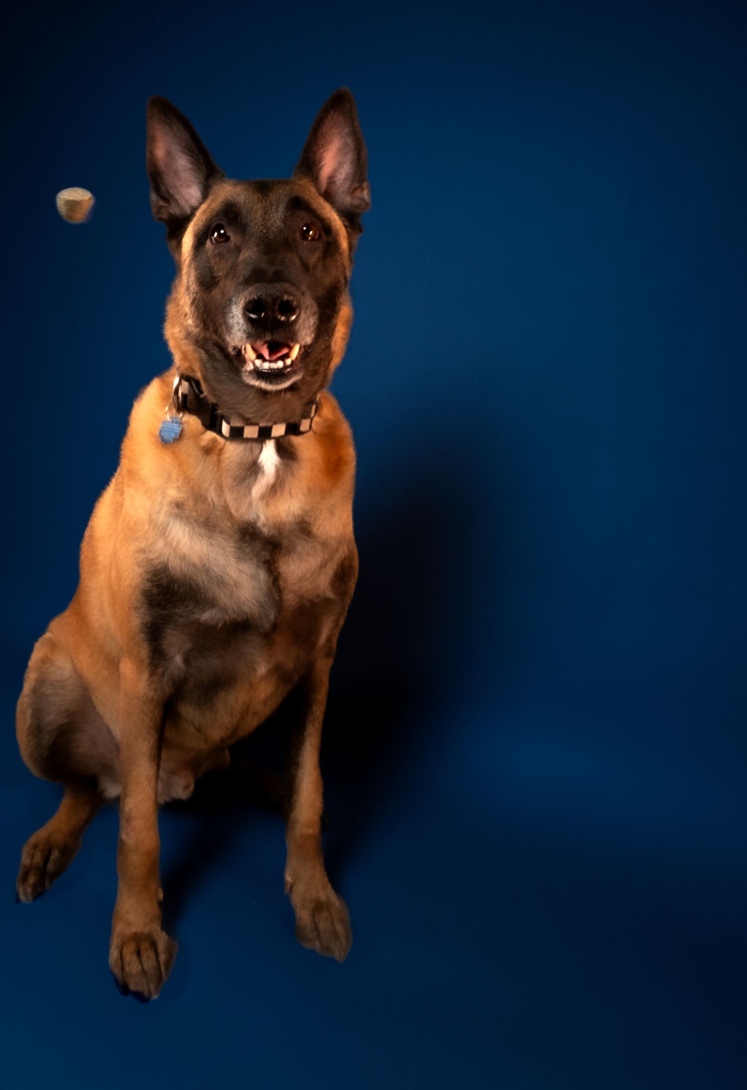 German Shepherd sitting and smiling against blue backdrop in professional studio portraits.