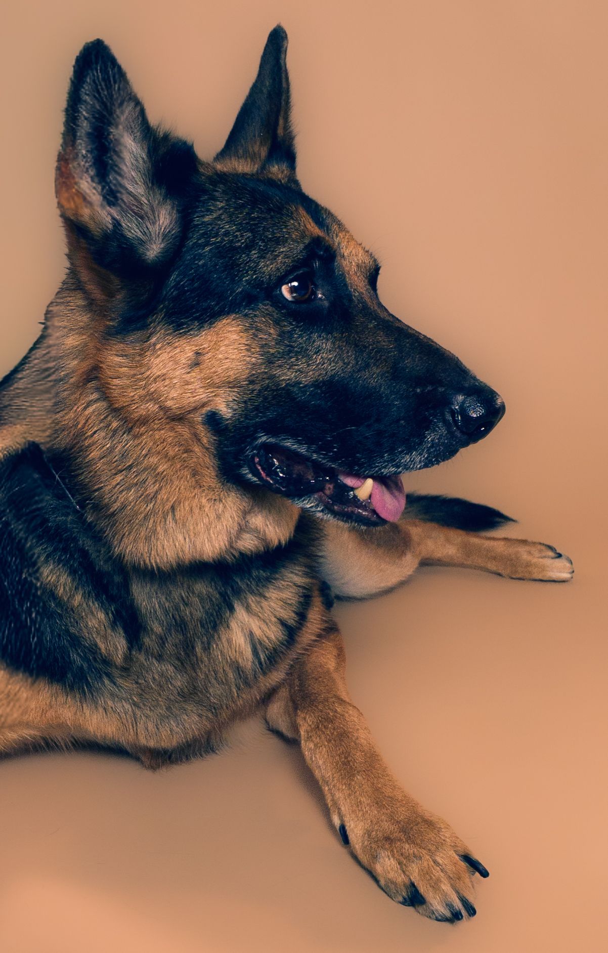 A German Shepherd dog with tan and black fur lies on a peach-colored background in a series of profile poses.