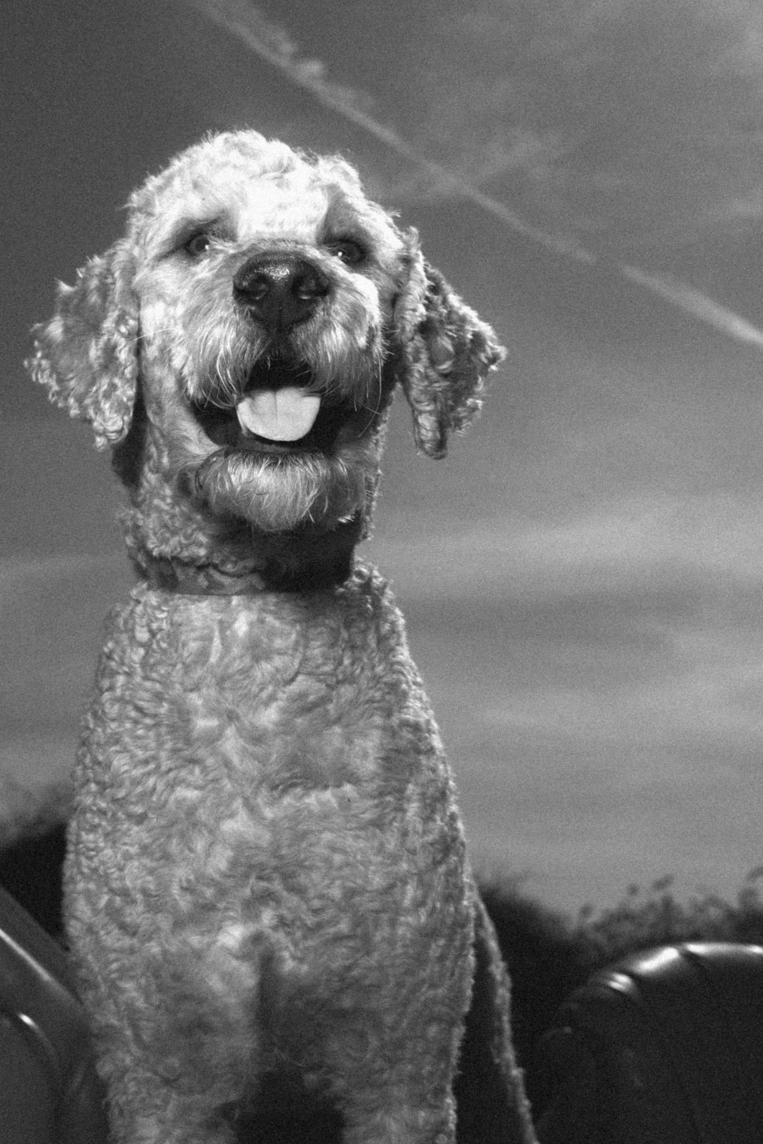 Black and white portrait of a happy curly-haired Goldendoodle dog sitting outdoors with mouth open and tongue out.
