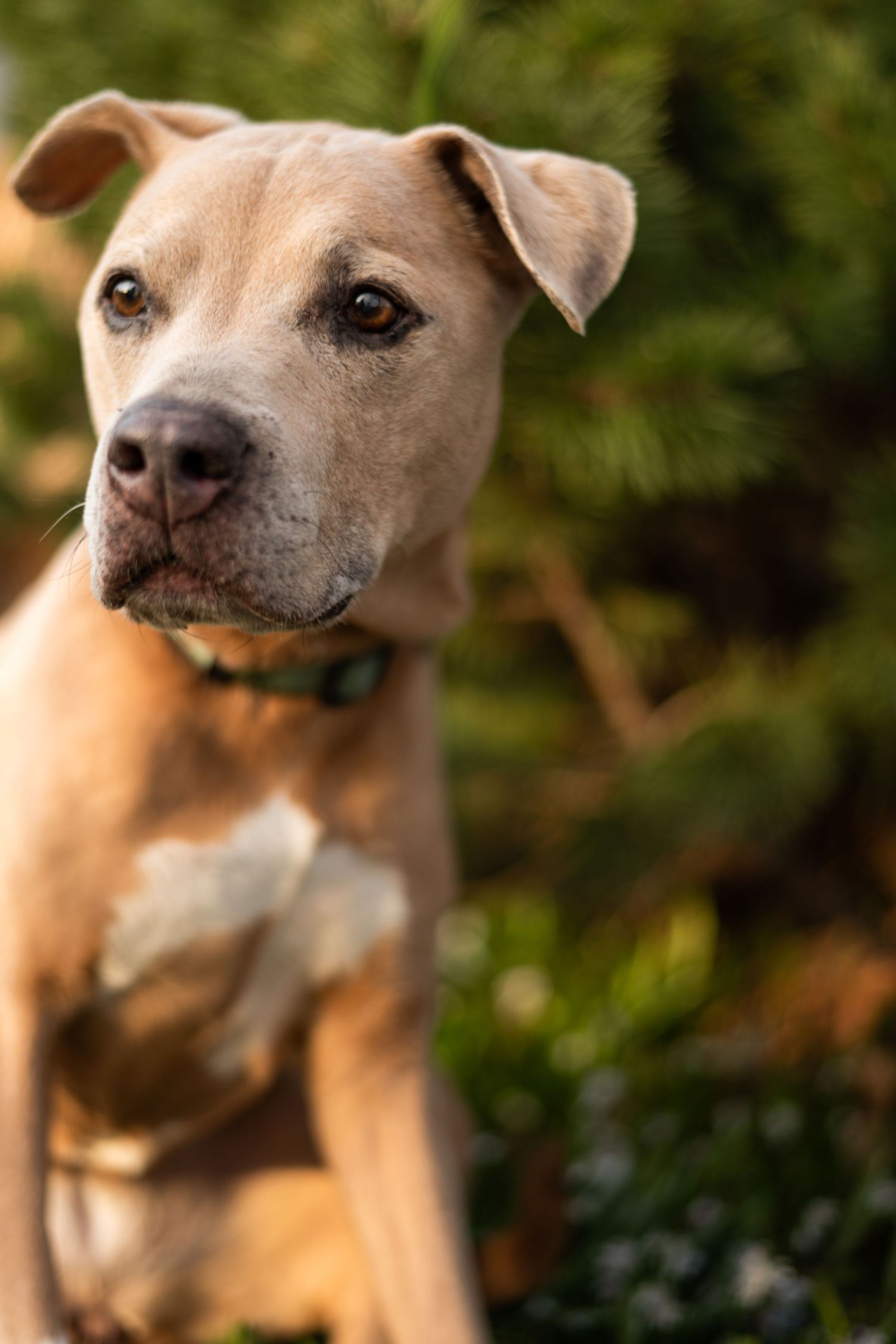 Portrait of a light brown pit bull mix dog with floppy ears against a blurred green background.