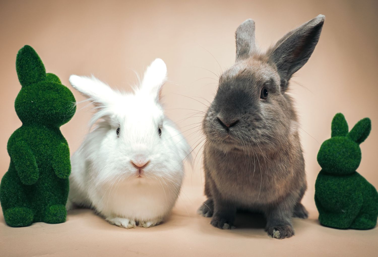 Two real rabbits, one white and one gray, sit between two green moss bunny topiaries on a beige background.